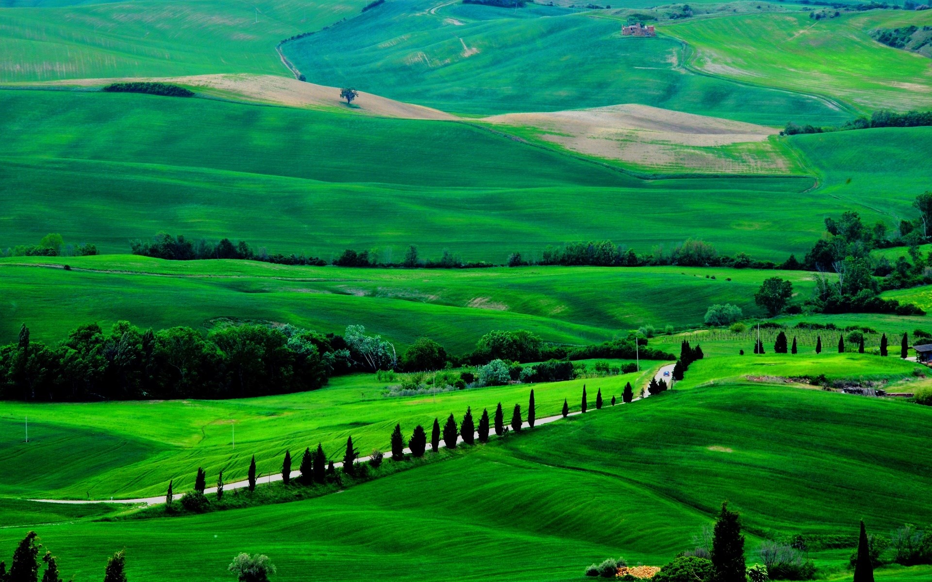 Rolling green hills with a road lined by cypress trees HD Wallpaper