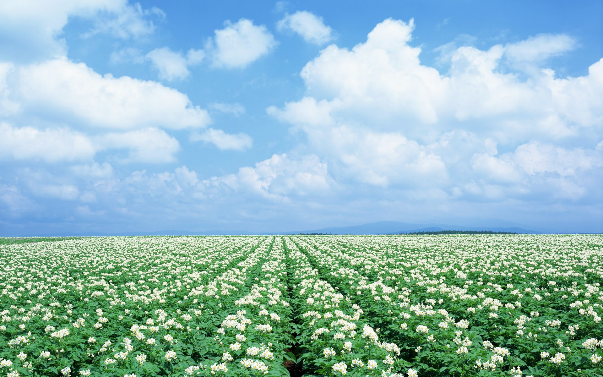 Field of blooming potato plants under a cloudy sky HD Wallpaper