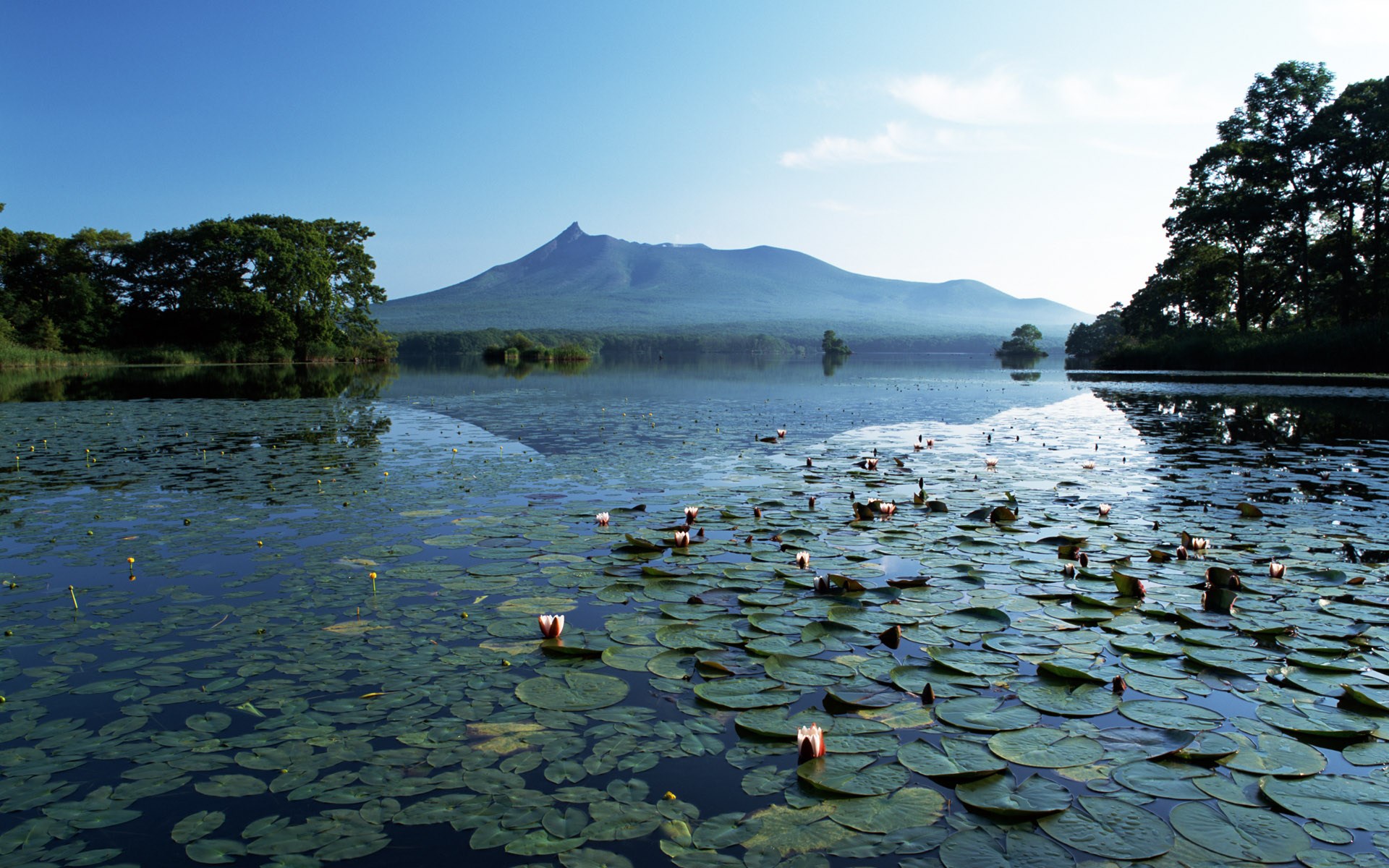 Lake with water lilies and a mountain HD Wallpaper