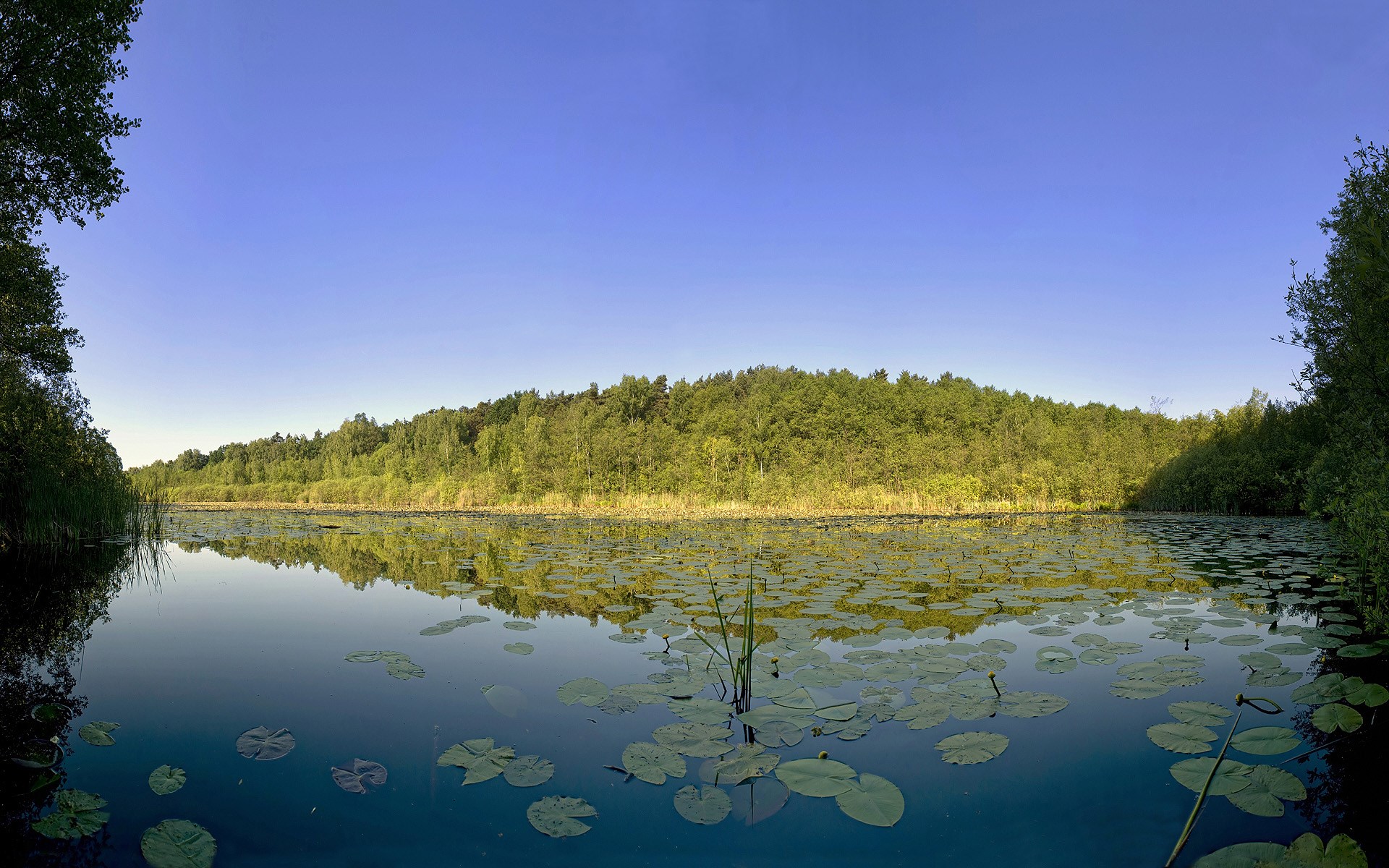 A tranquil lake with lily pads and a forest backdrop HD Wallpaper