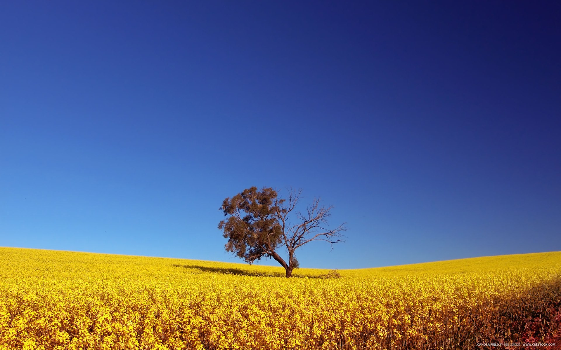 Lone tree in a yellow canola field under a blue sky HD Wallpaper