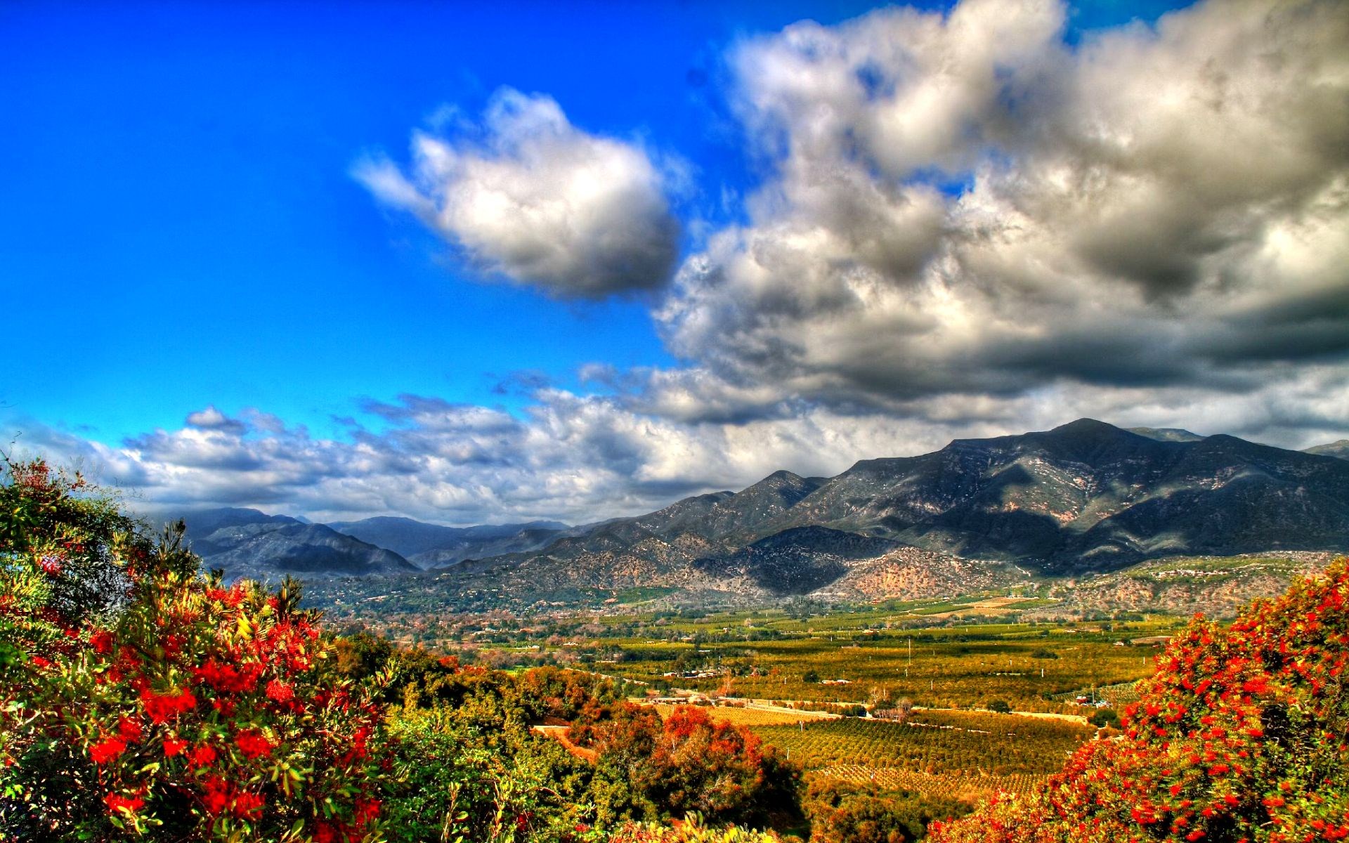 Valley and mountains with red flowers in foreground HD Wallpaper
