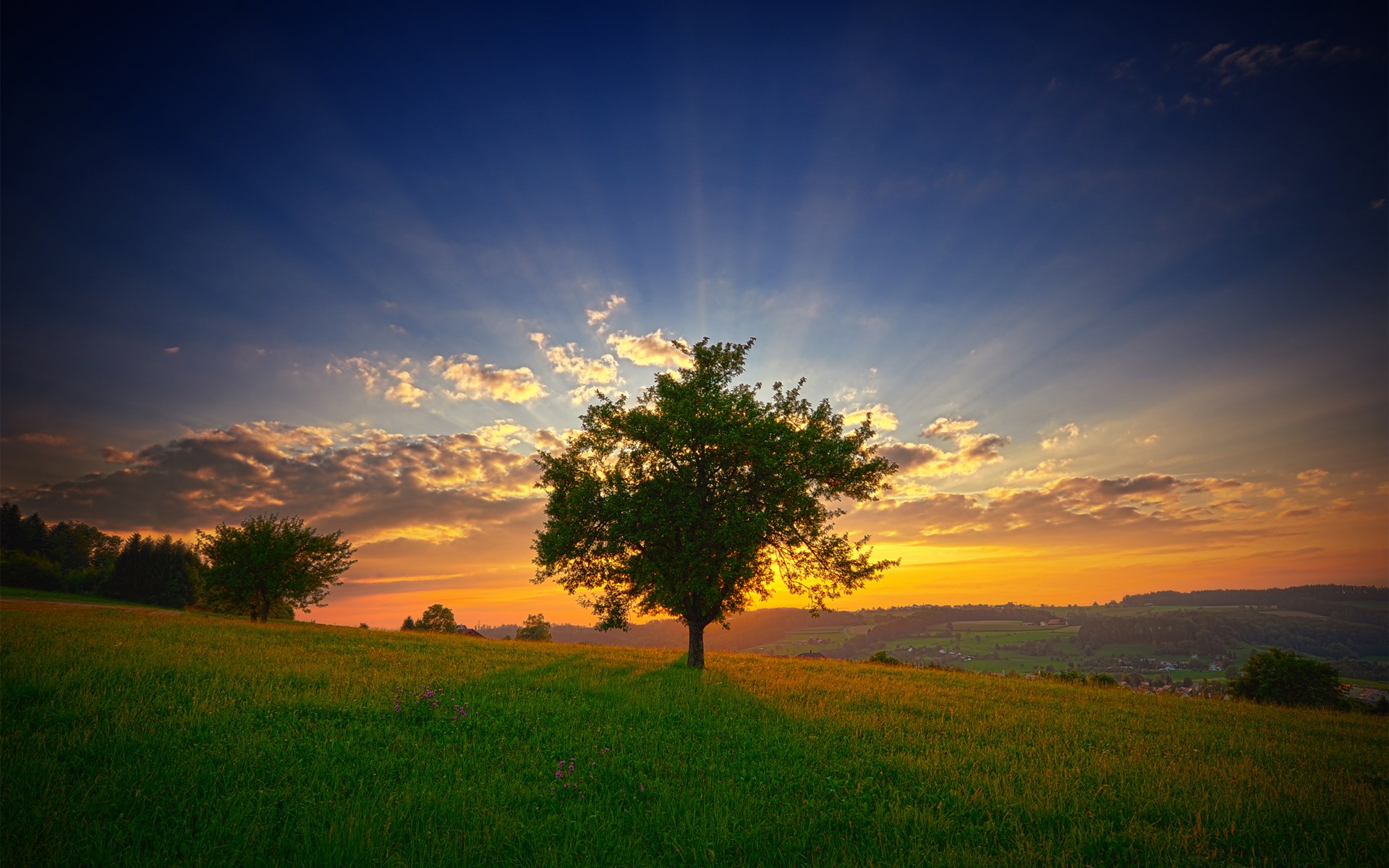 Tree on a grassy hill at sunset HD Wallpaper