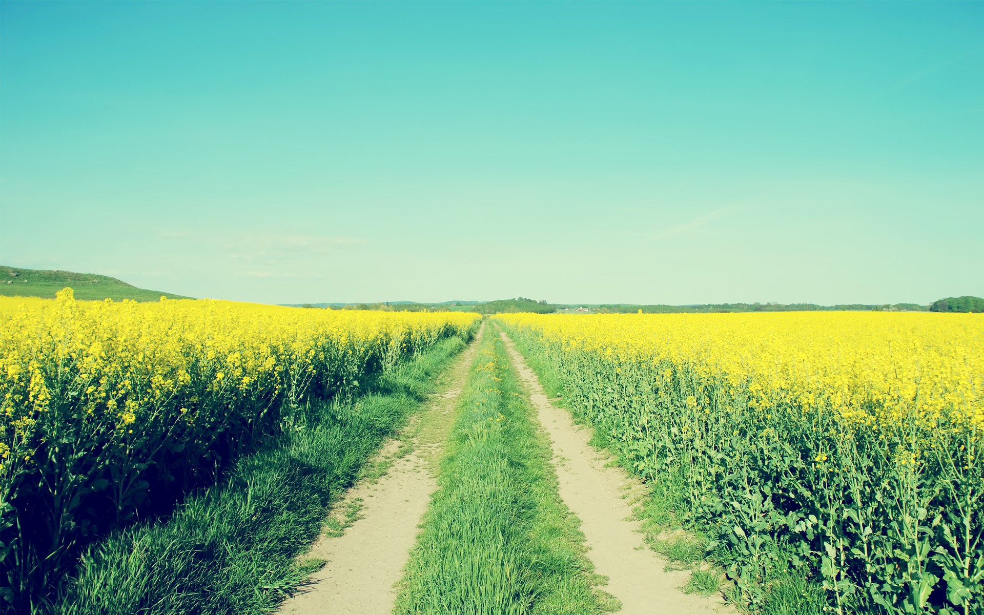 Dirt road through a yellow canola field under a blue sky HD Wallpaper