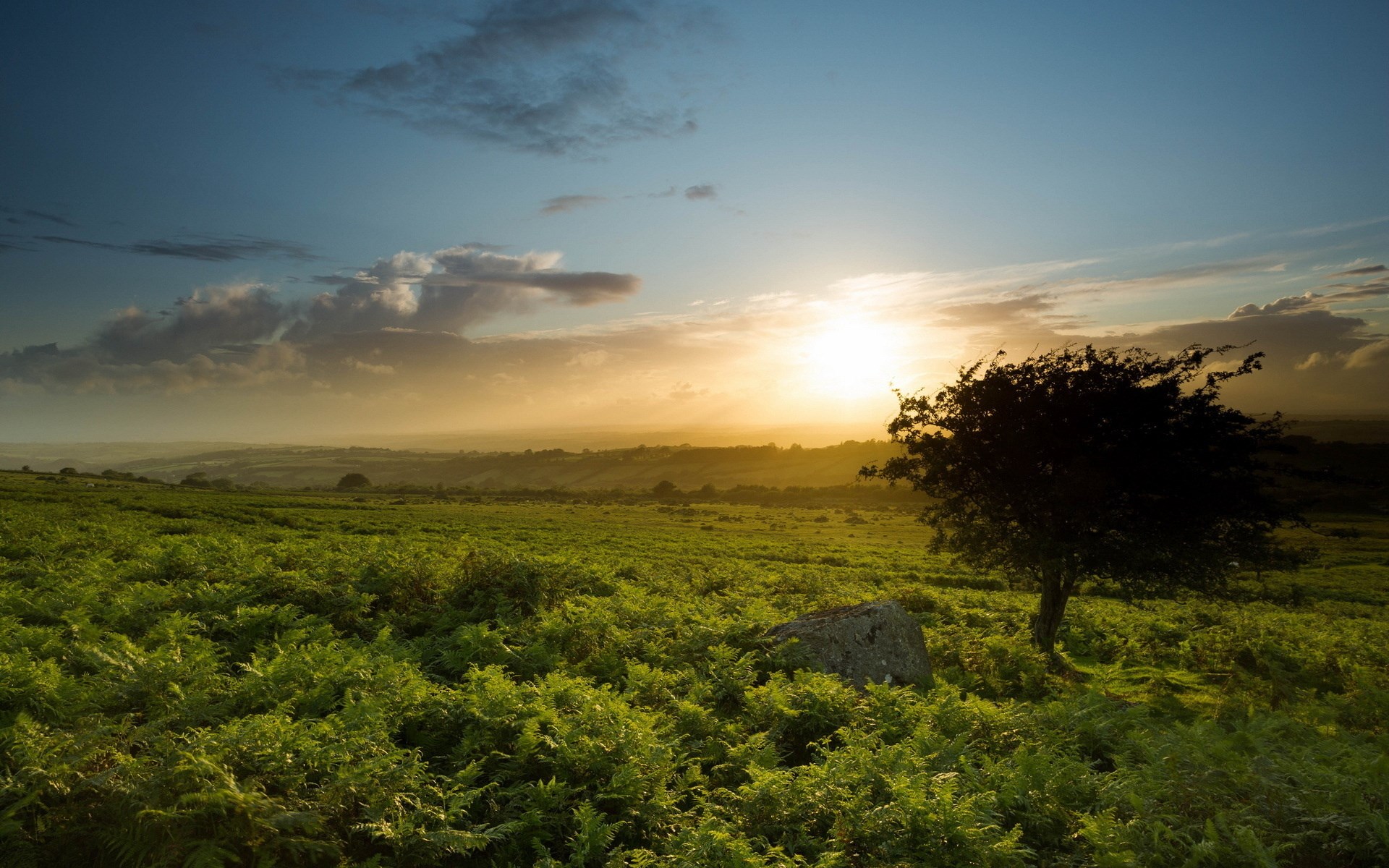 Sunset over a grassy field with a lone tree HD Wallpaper