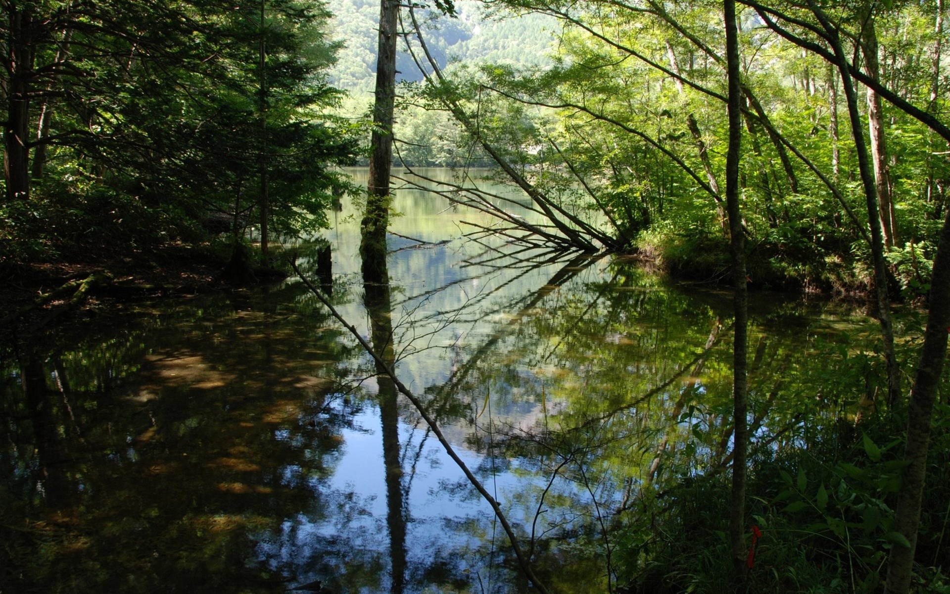 Forest lake with reflections of trees HD Wallpaper