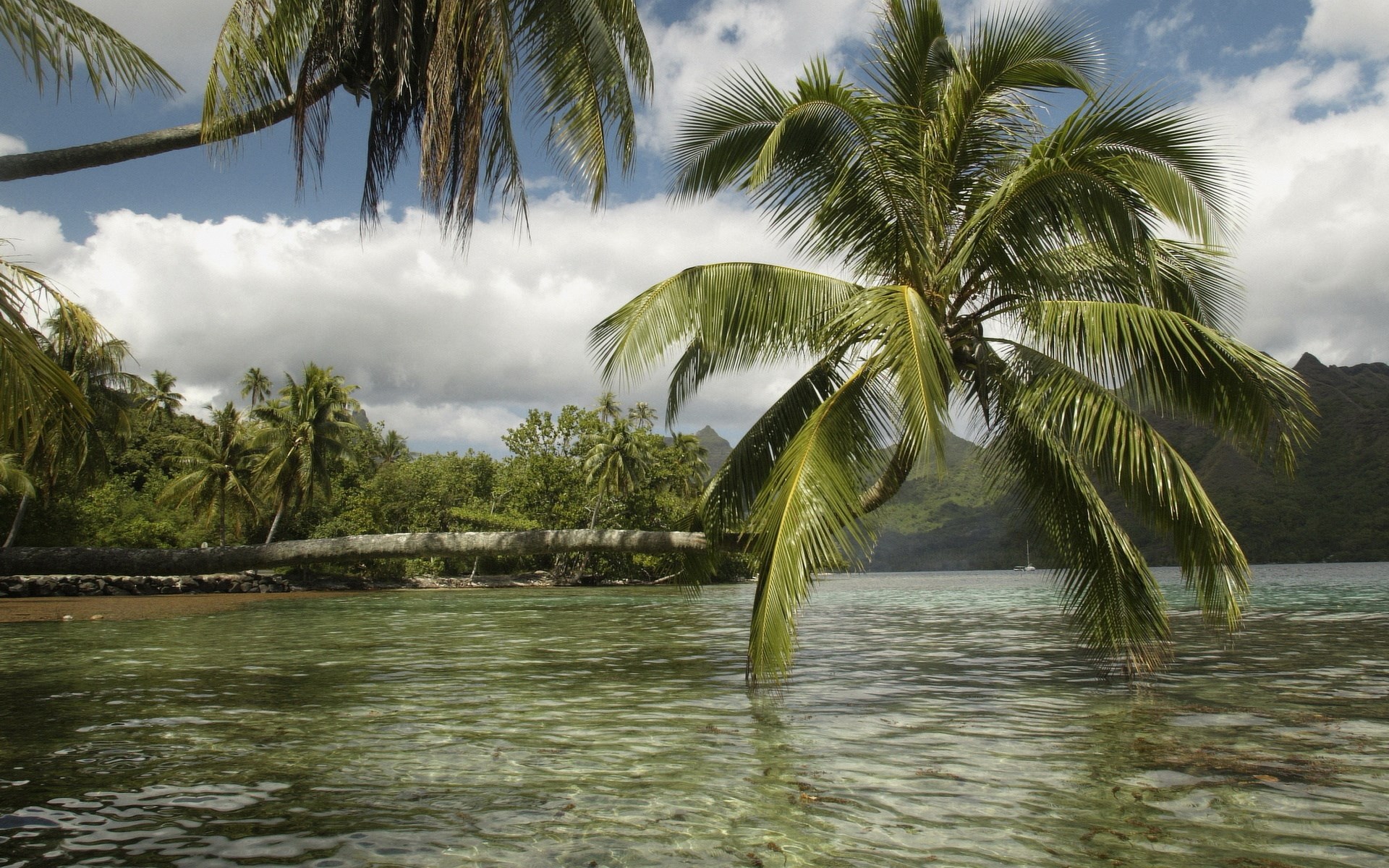 Palm trees over clear water in a tropical bay HD Wallpaper
