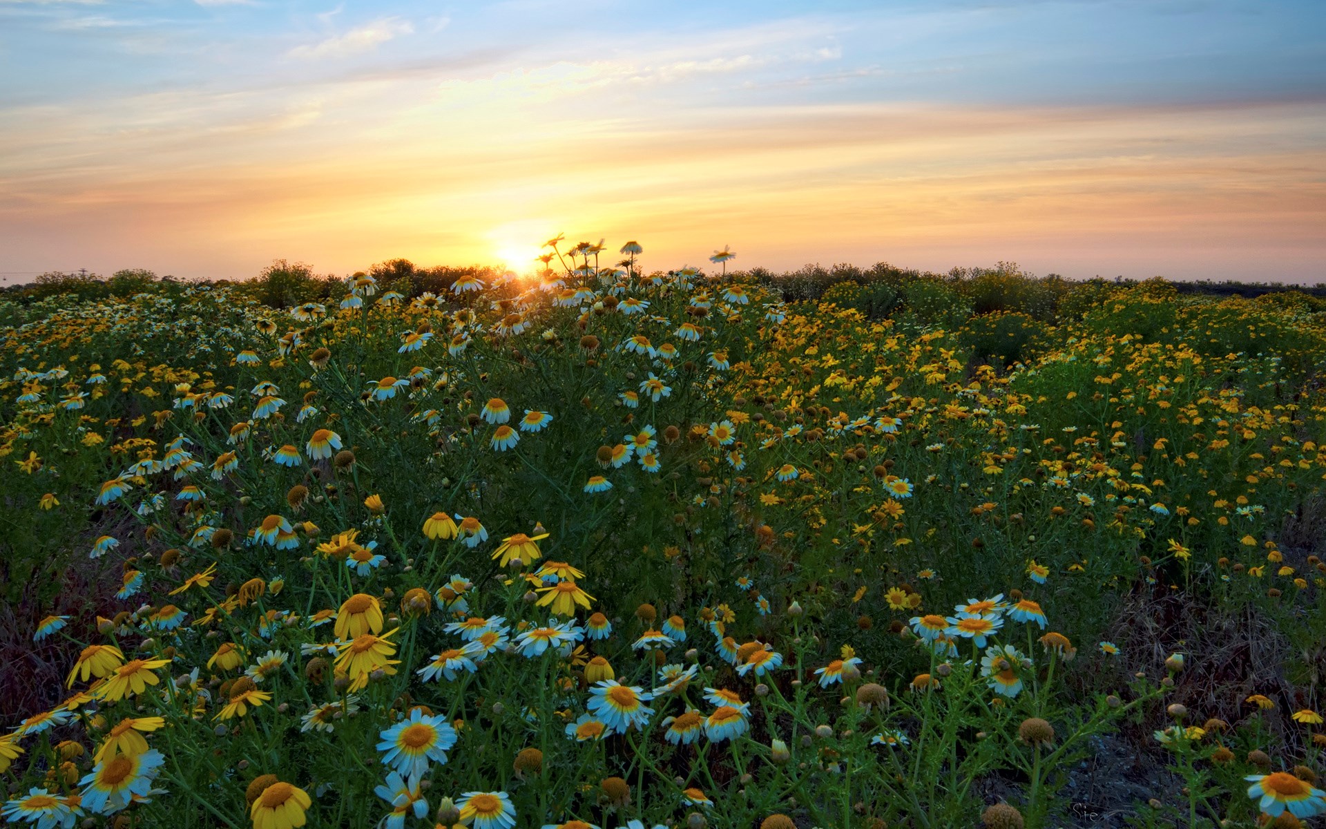 Field of daisies at sunset HD Wallpaper
