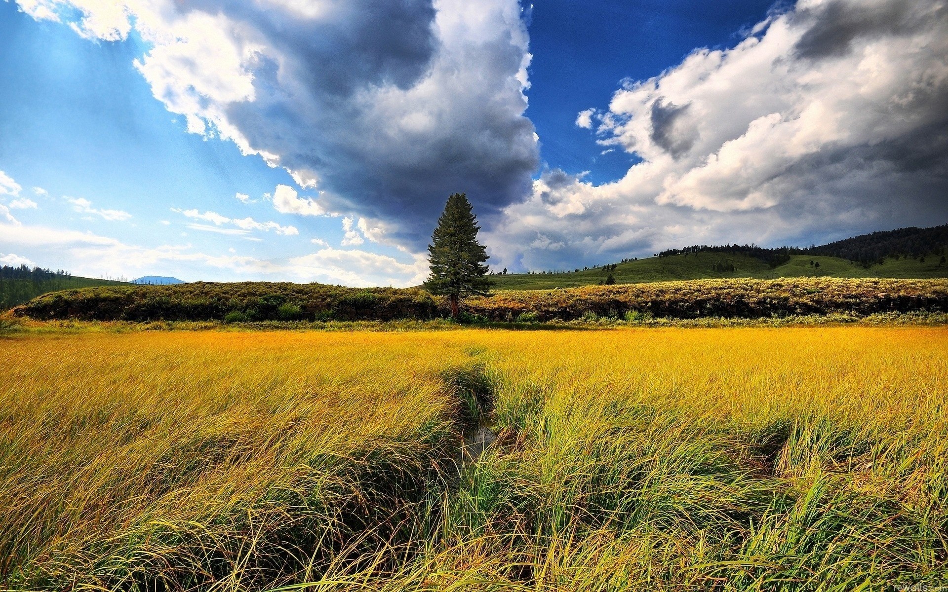 Golden field with a lone tree and dramatic clouds HD Wallpaper