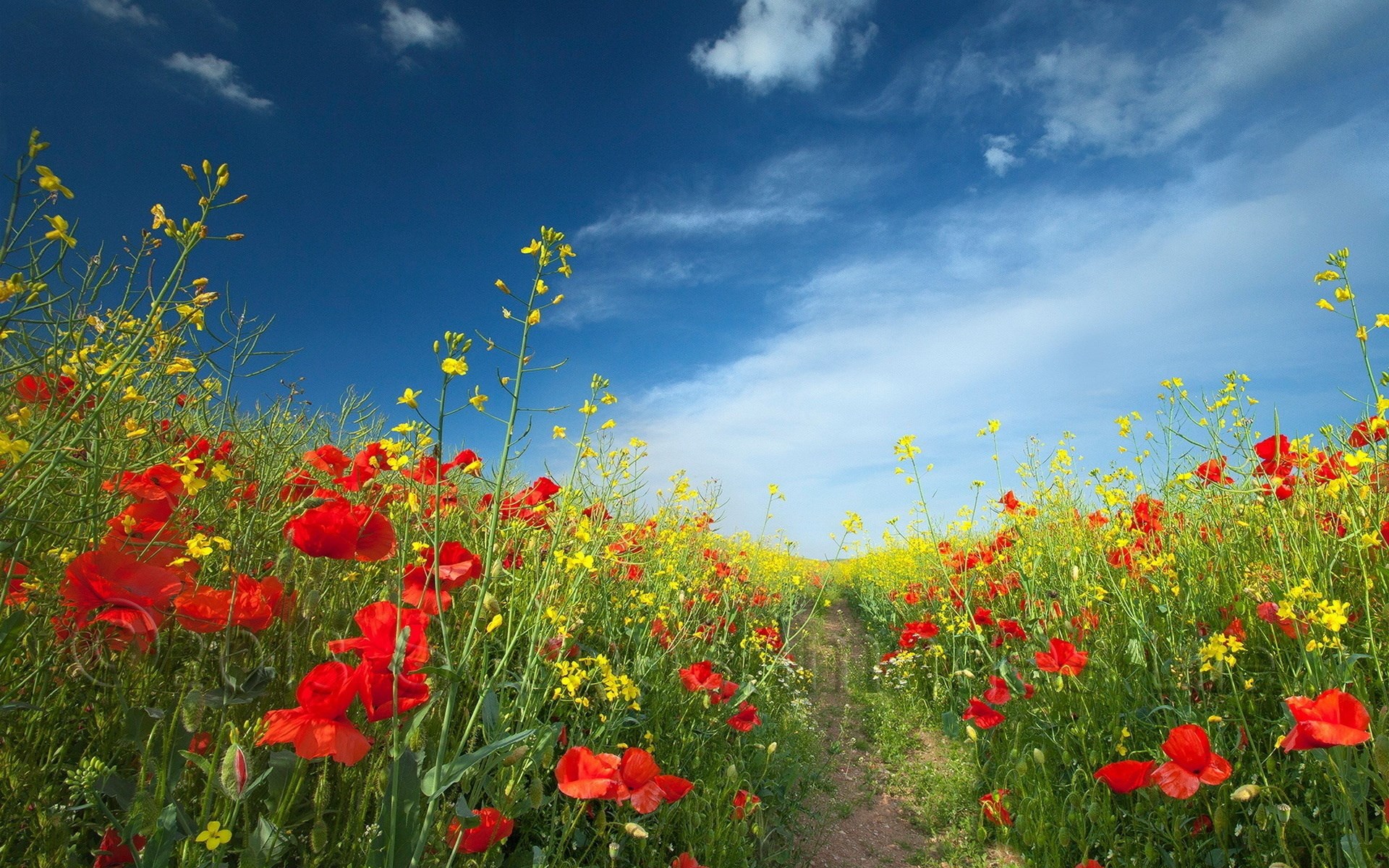 Field of red poppies and yellow flowers under a blue sky HD Wallpaper