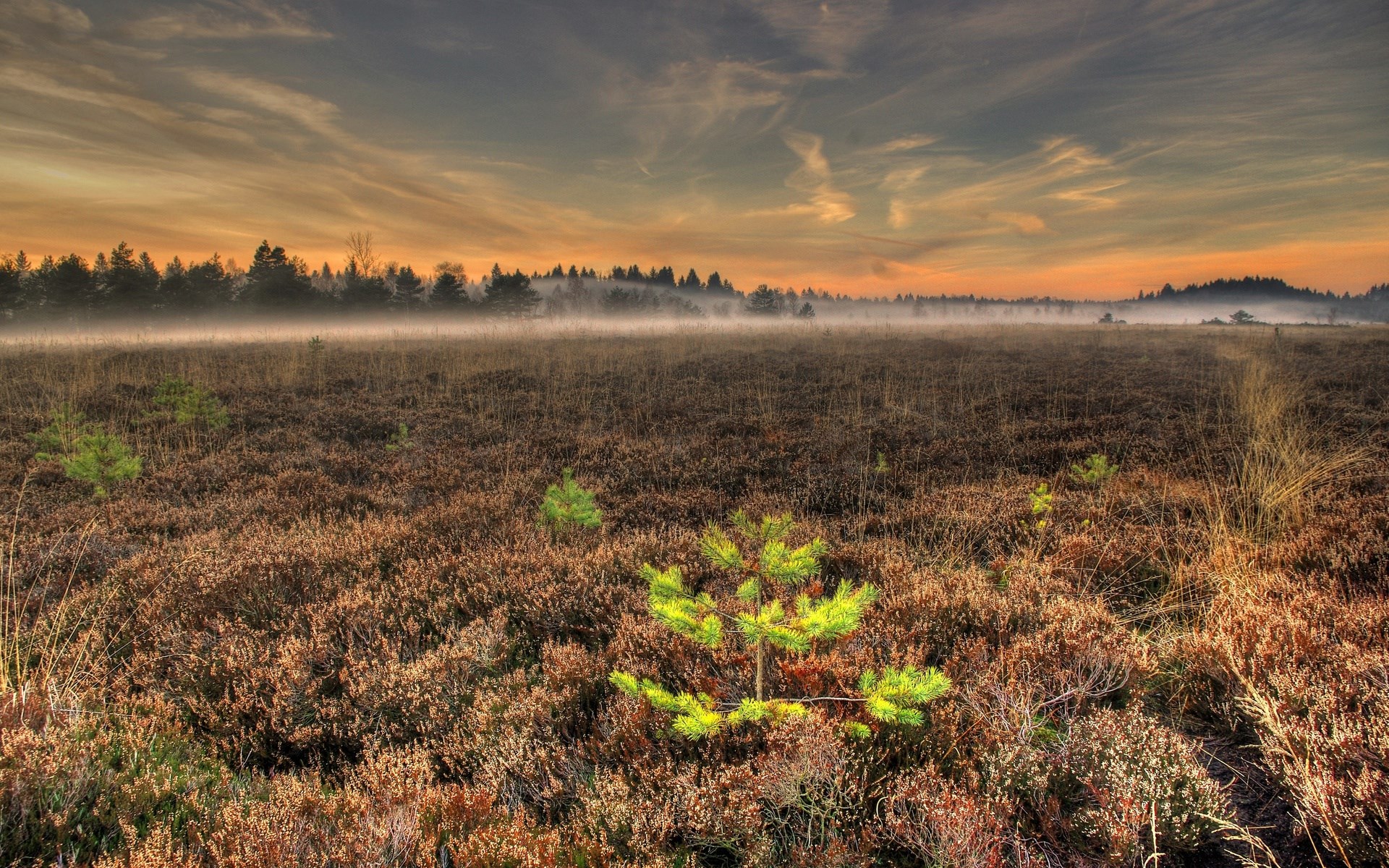 Misty moorland with young pine trees at sunrise HD Wallpaper