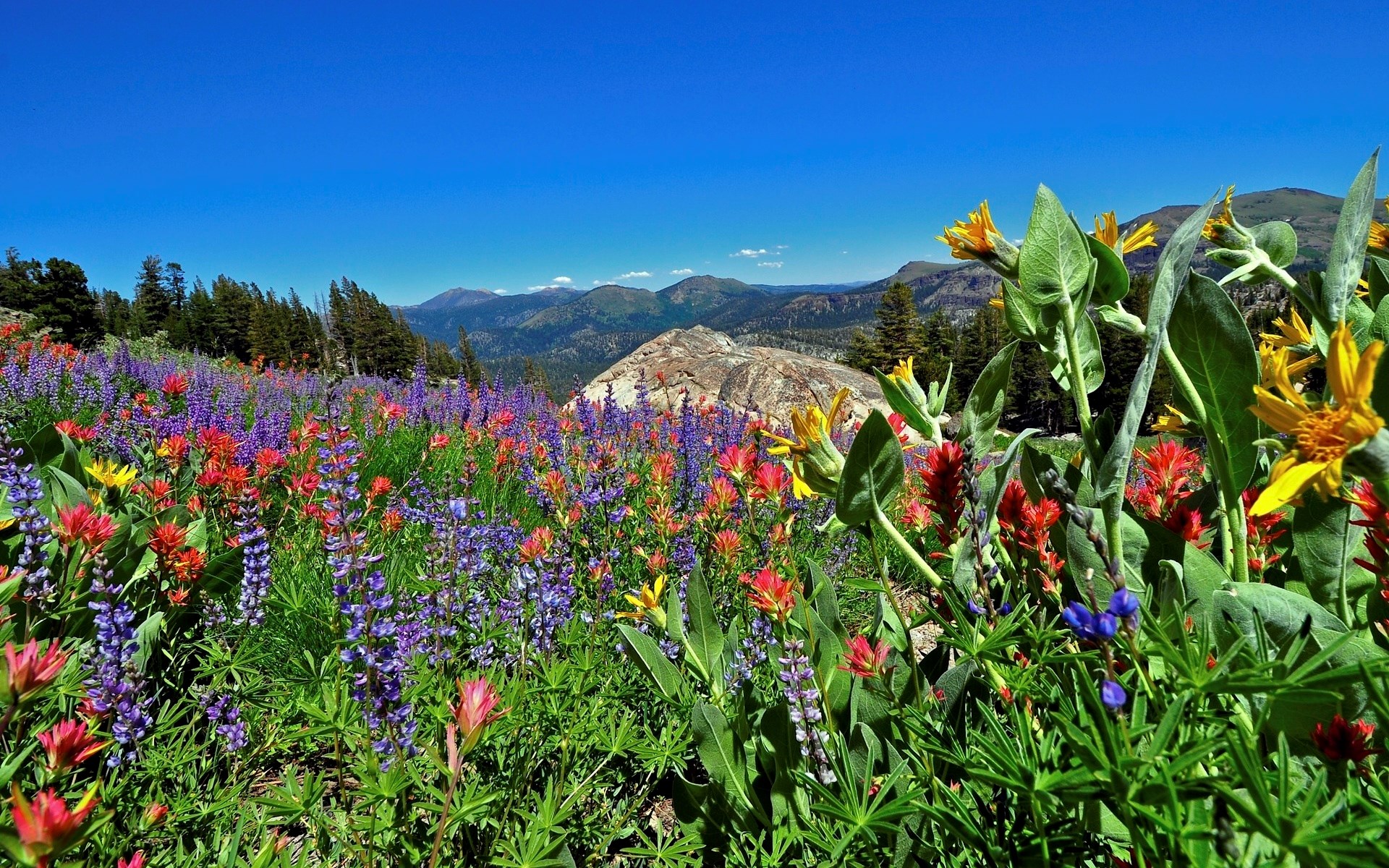 Wildflowers on a mountain slope under a blue sky HD Wallpaper
