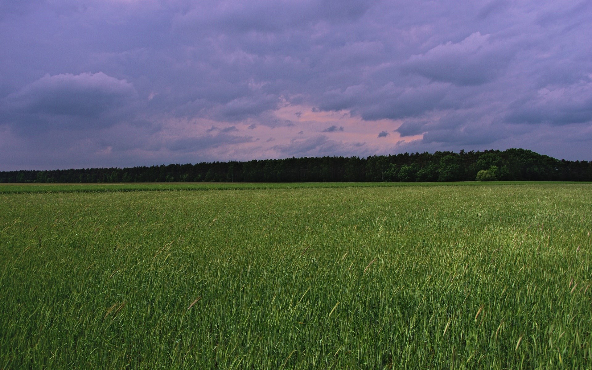 Green field and forest under a cloudy sky HD Wallpaper