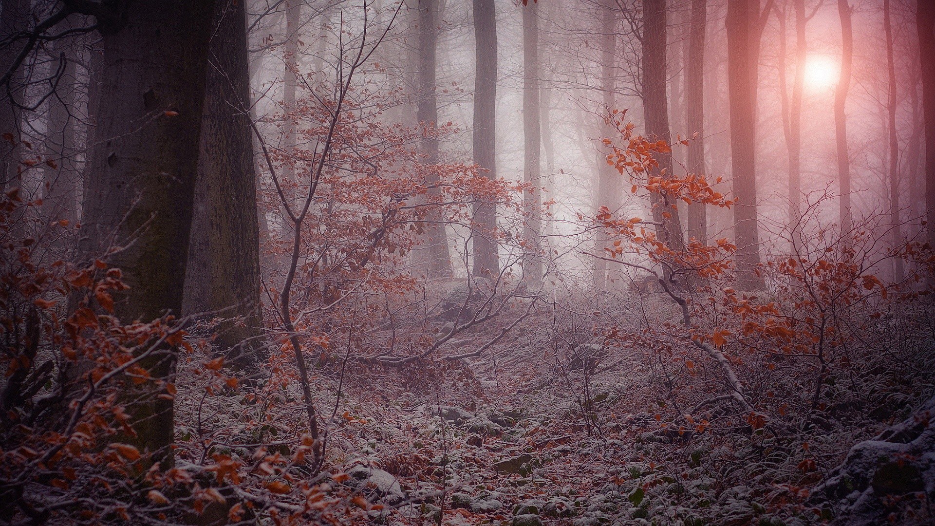 Misty forest with snow and autumn leaves HD Wallpaper