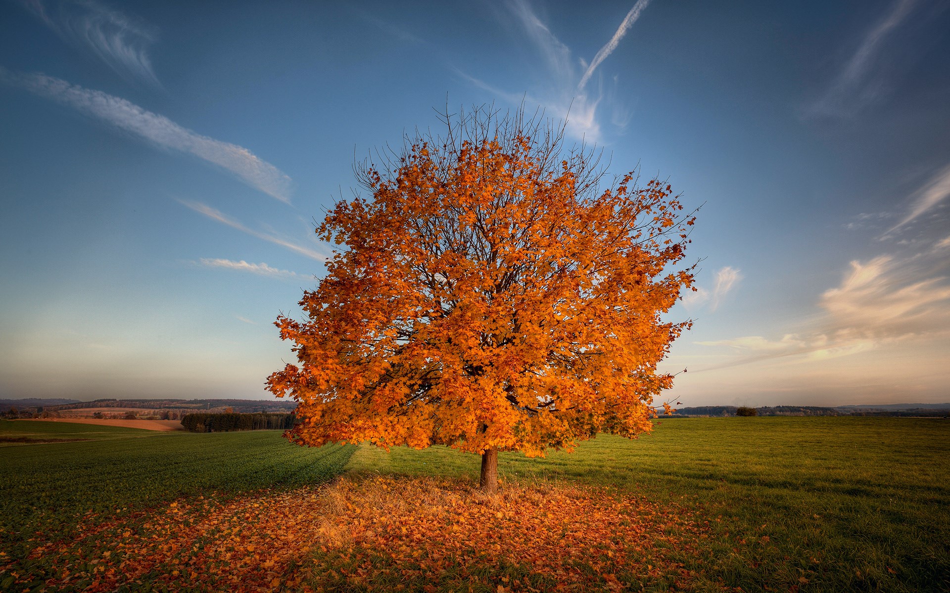 Autumn tree with orange leaves in a field HD Wallpaper