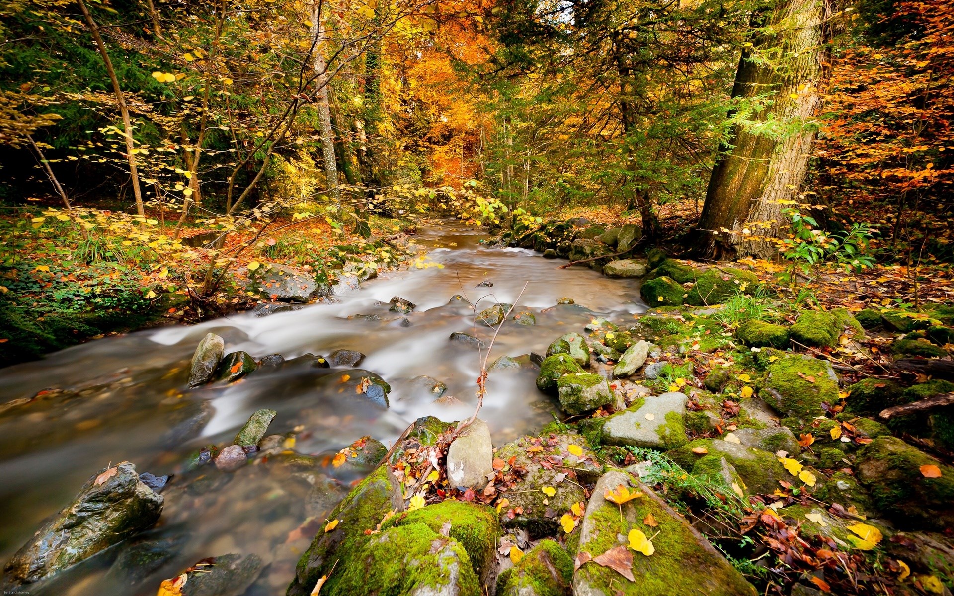 Autumn forest stream with colorful foliage HD Wallpaper