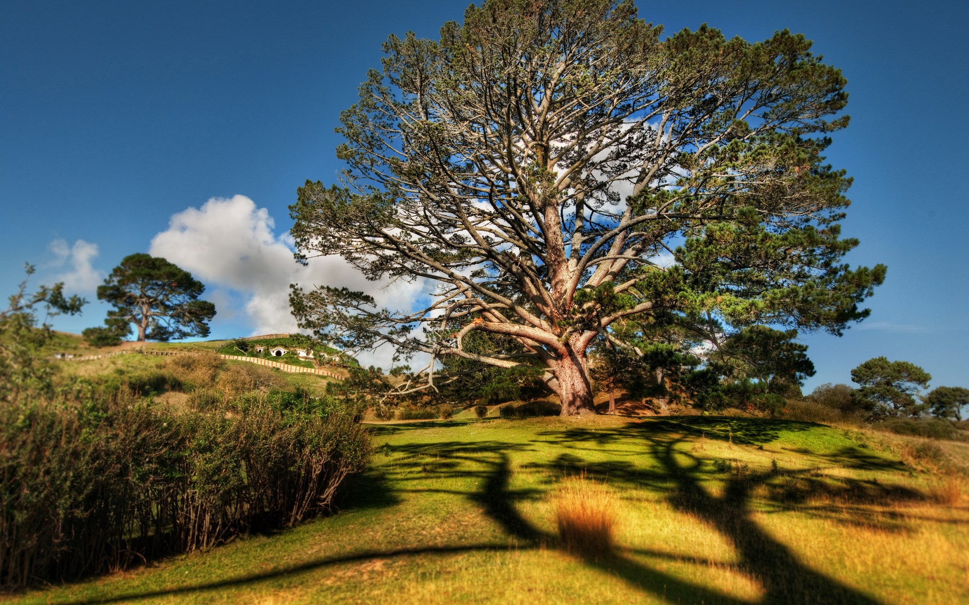 Hobbiton movie set with large tree and rolling hills HD Wallpaper