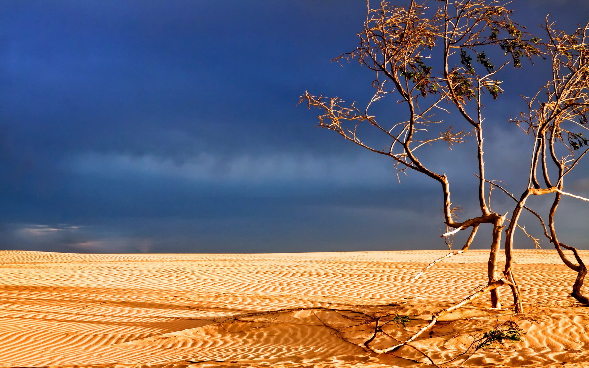 Desert landscape with a lone tree under a stormy sky HD Wallpaper