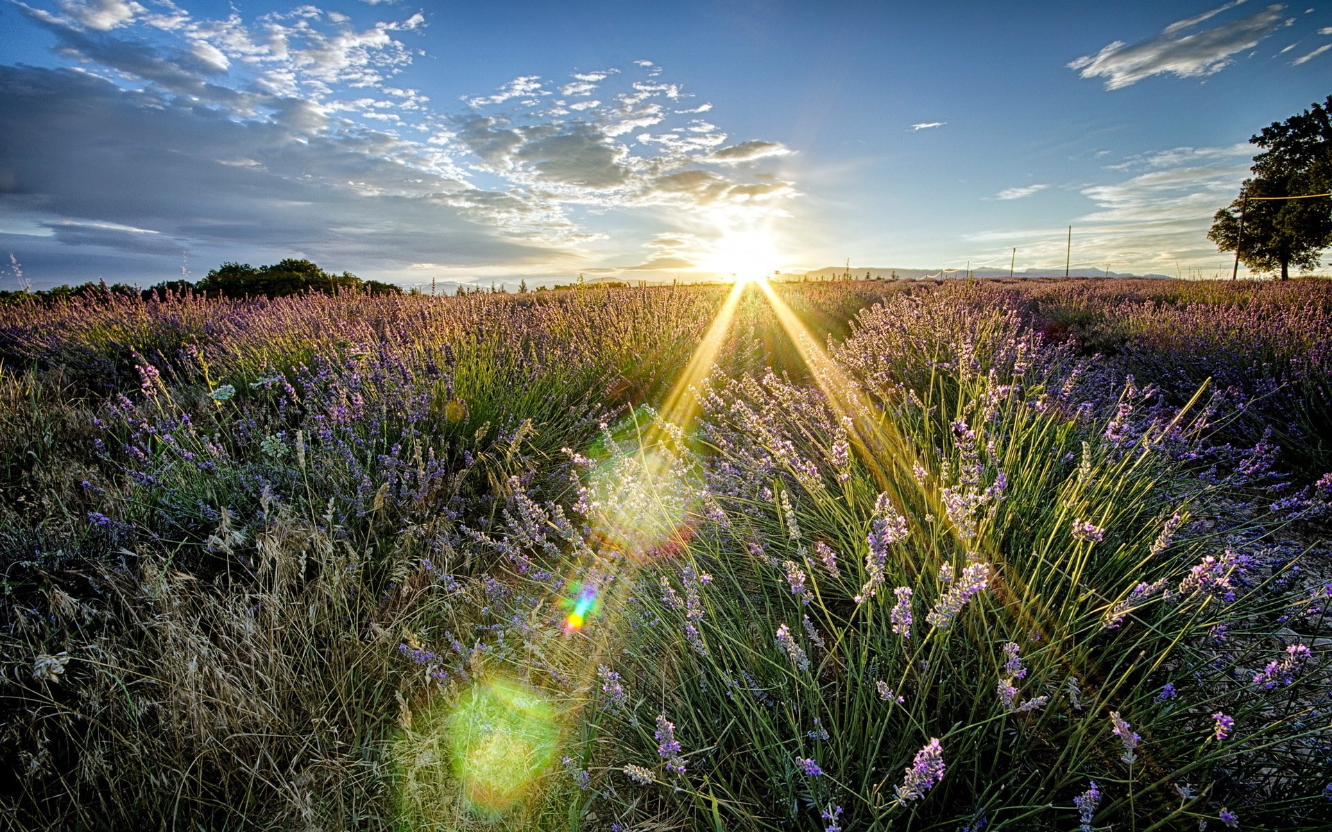 Sunset over a lavender field HD Wallpaper