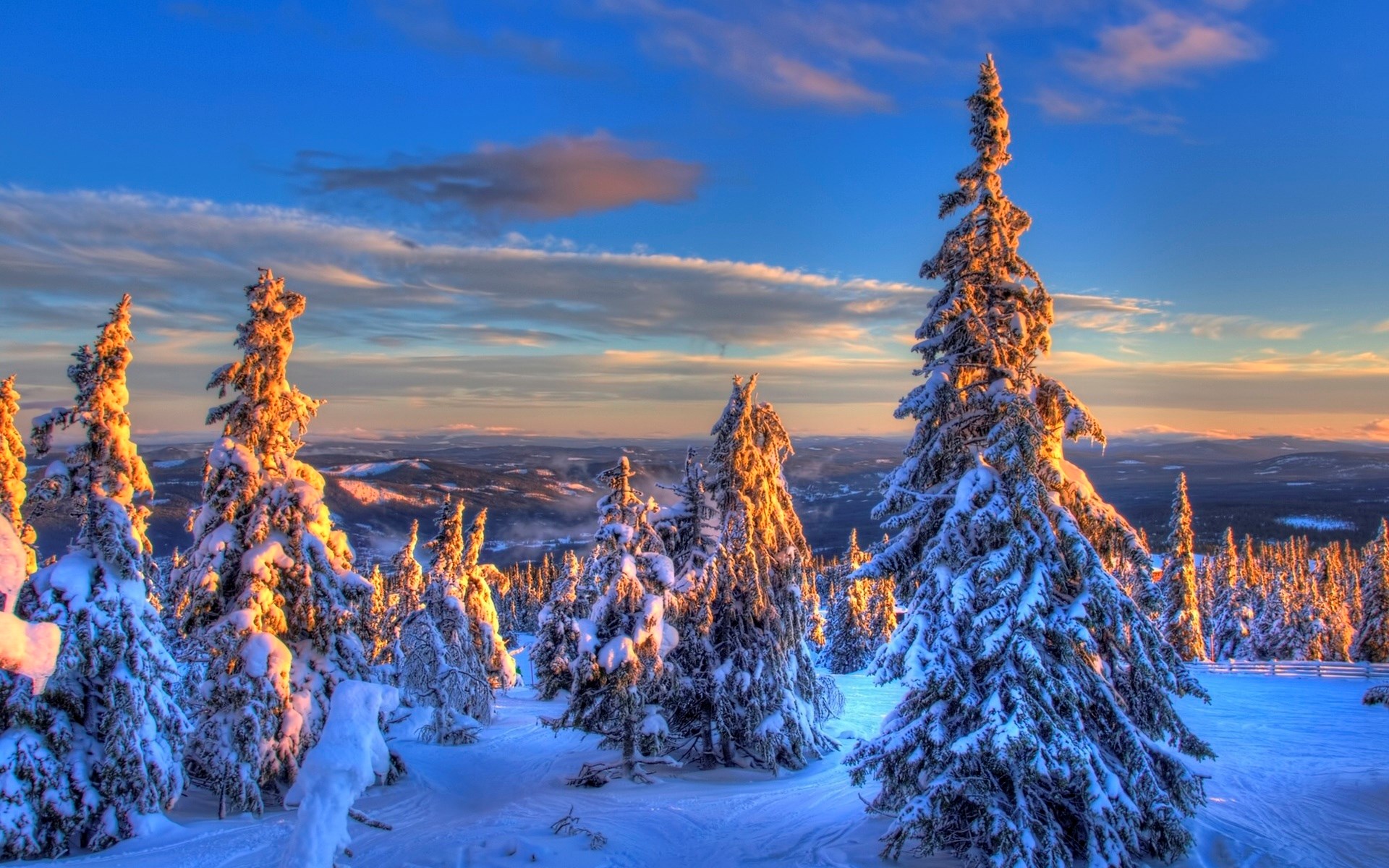 Snow-covered trees on a mountain at sunset HD Wallpaper