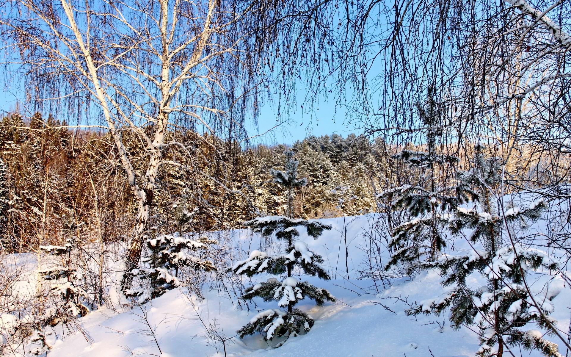 Snowy forest with birch and fir trees HD Wallpaper