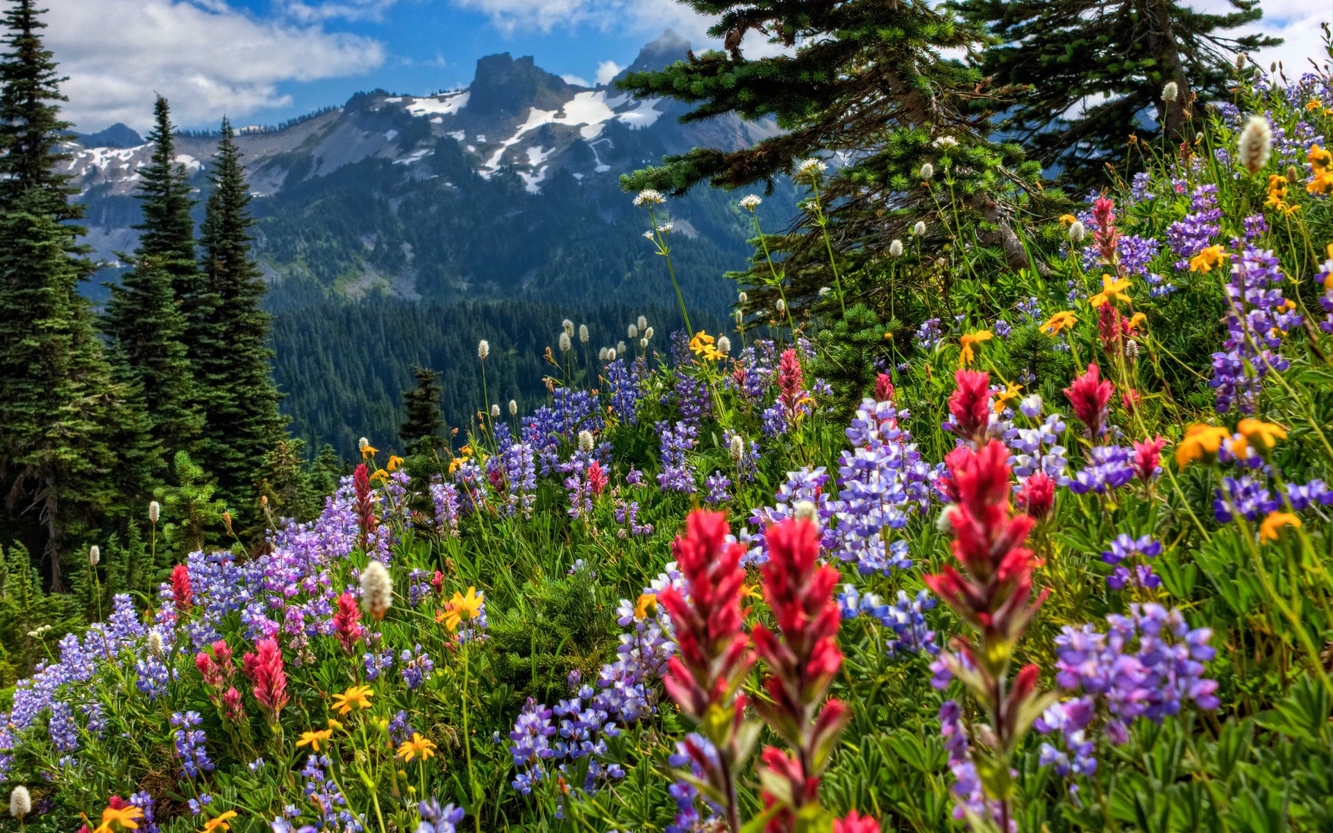 Wildflowers on a mountainside with snow-capped peaks HD Wallpaper