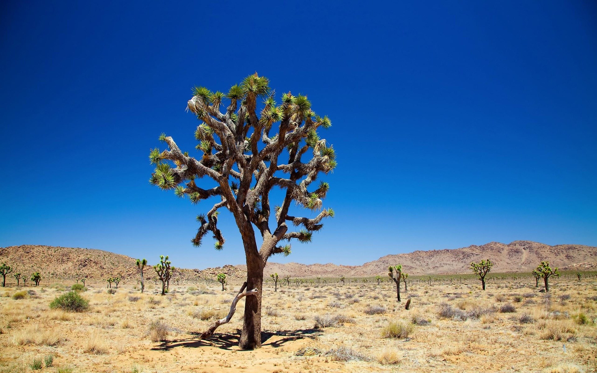 Joshua Tree in a desert landscape HD Wallpaper