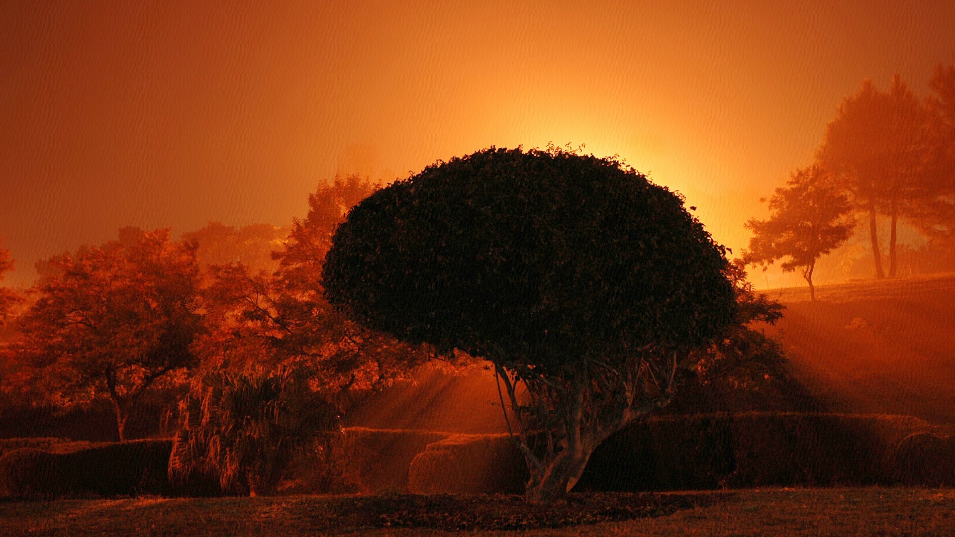 Sunlight filtering through trees in a park at sunset HD Wallpaper