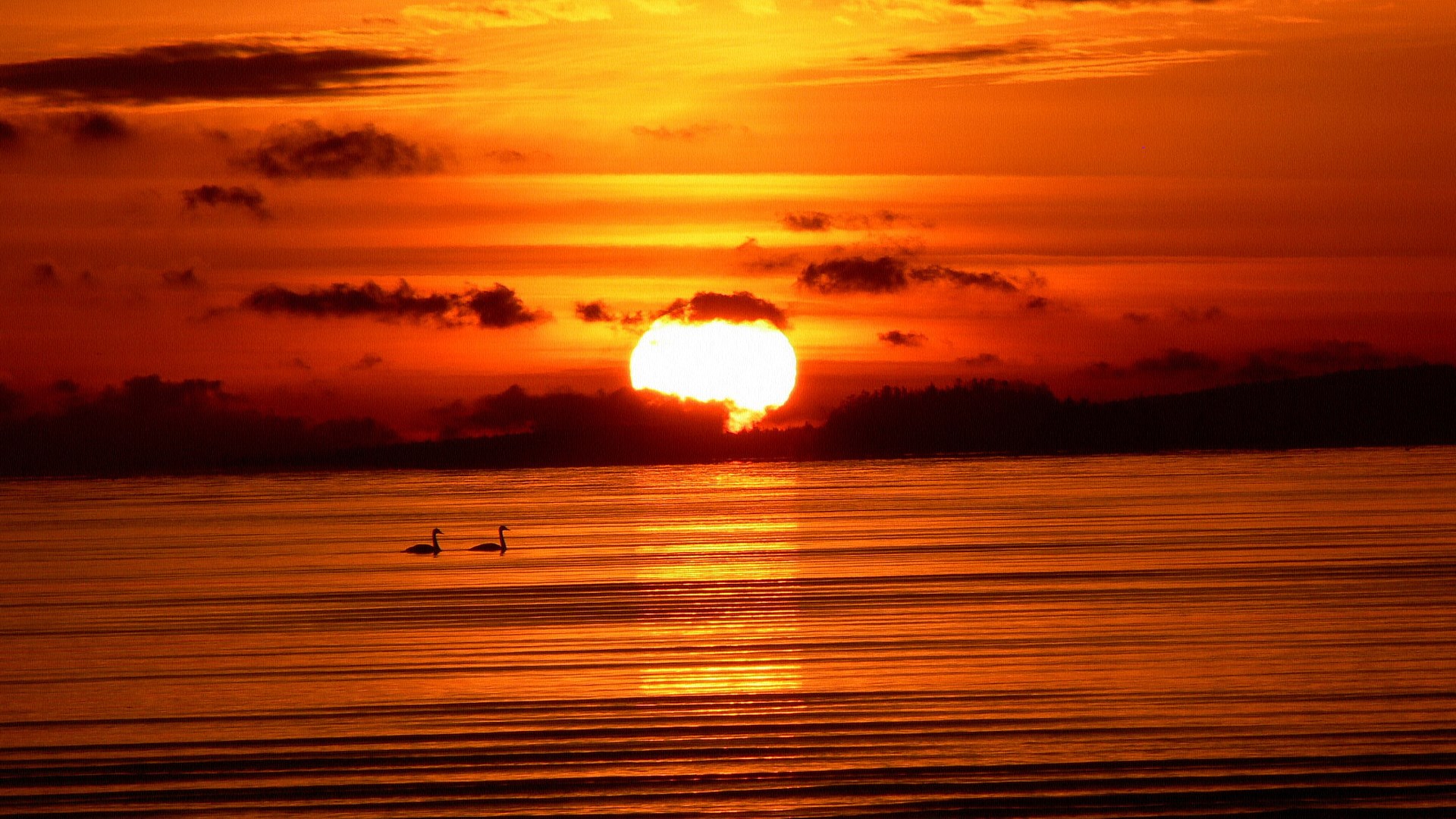 Two swans on a lake at sunset HD Wallpaper