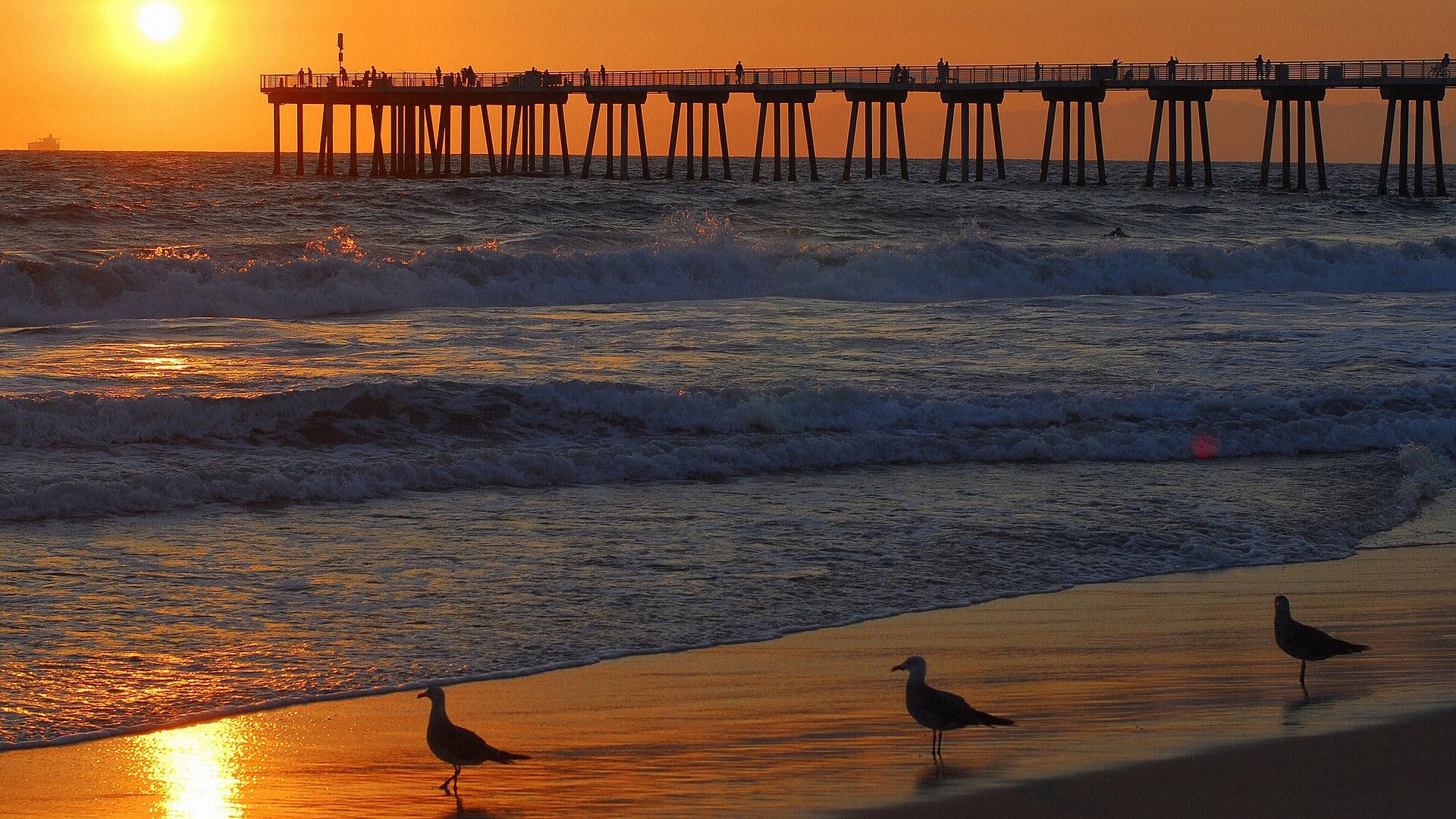 Seagulls on a beach at sunset with a pier HD Wallpaper