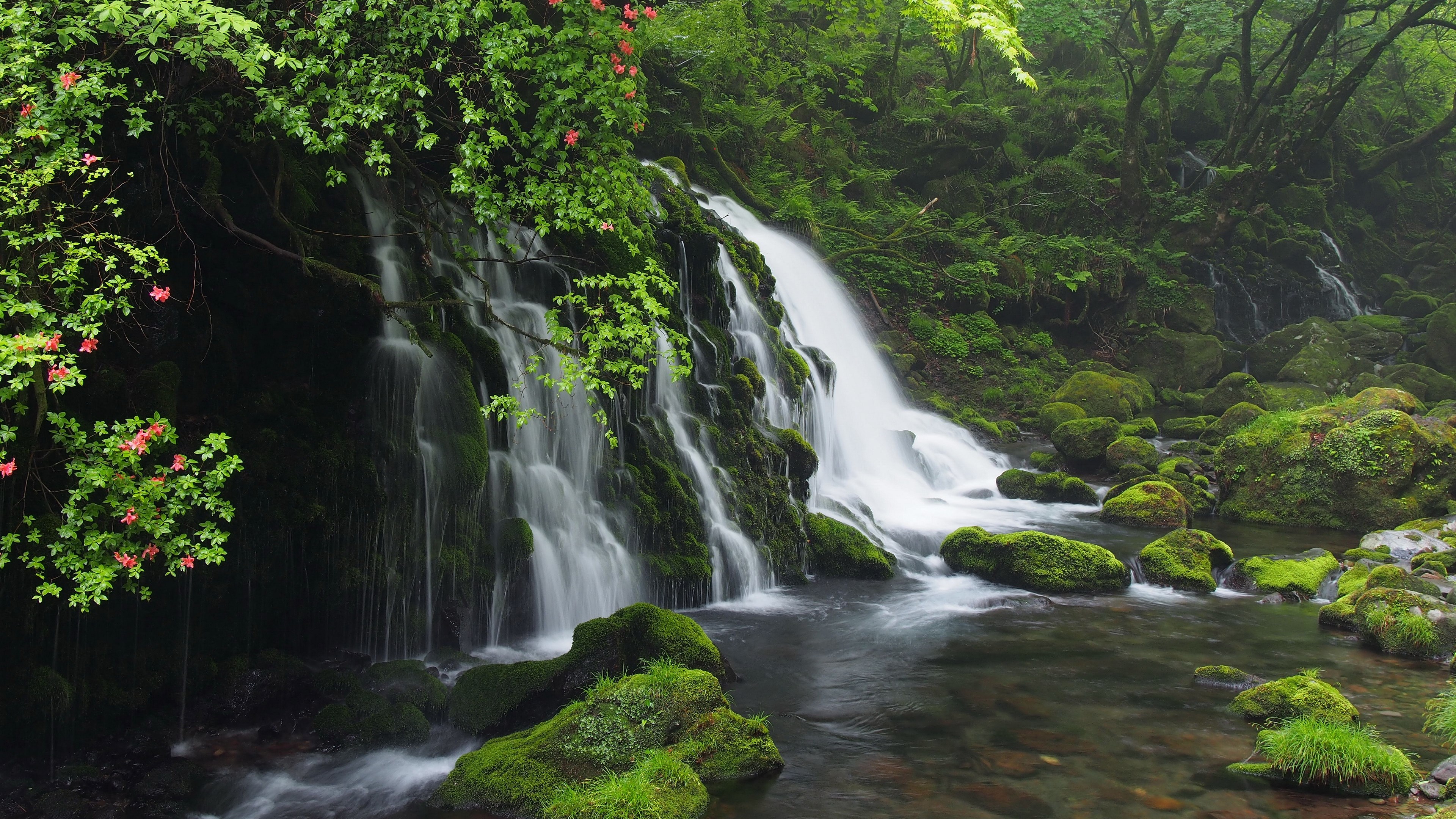 Mossy waterfall with pink flowers and green foliage HD Wallpaper