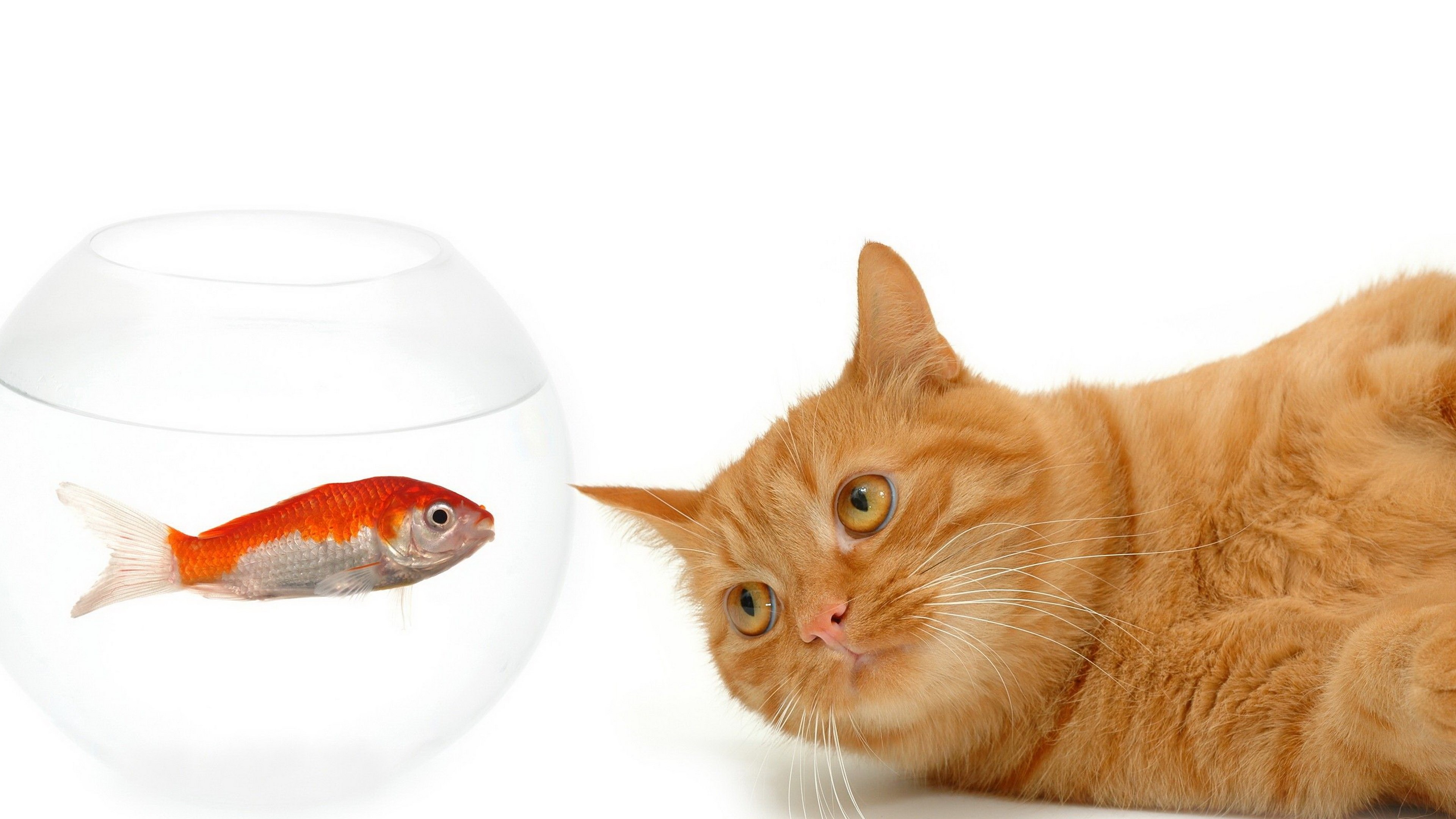 Orange cat looking at a goldfish in a bowl HD Wallpaper