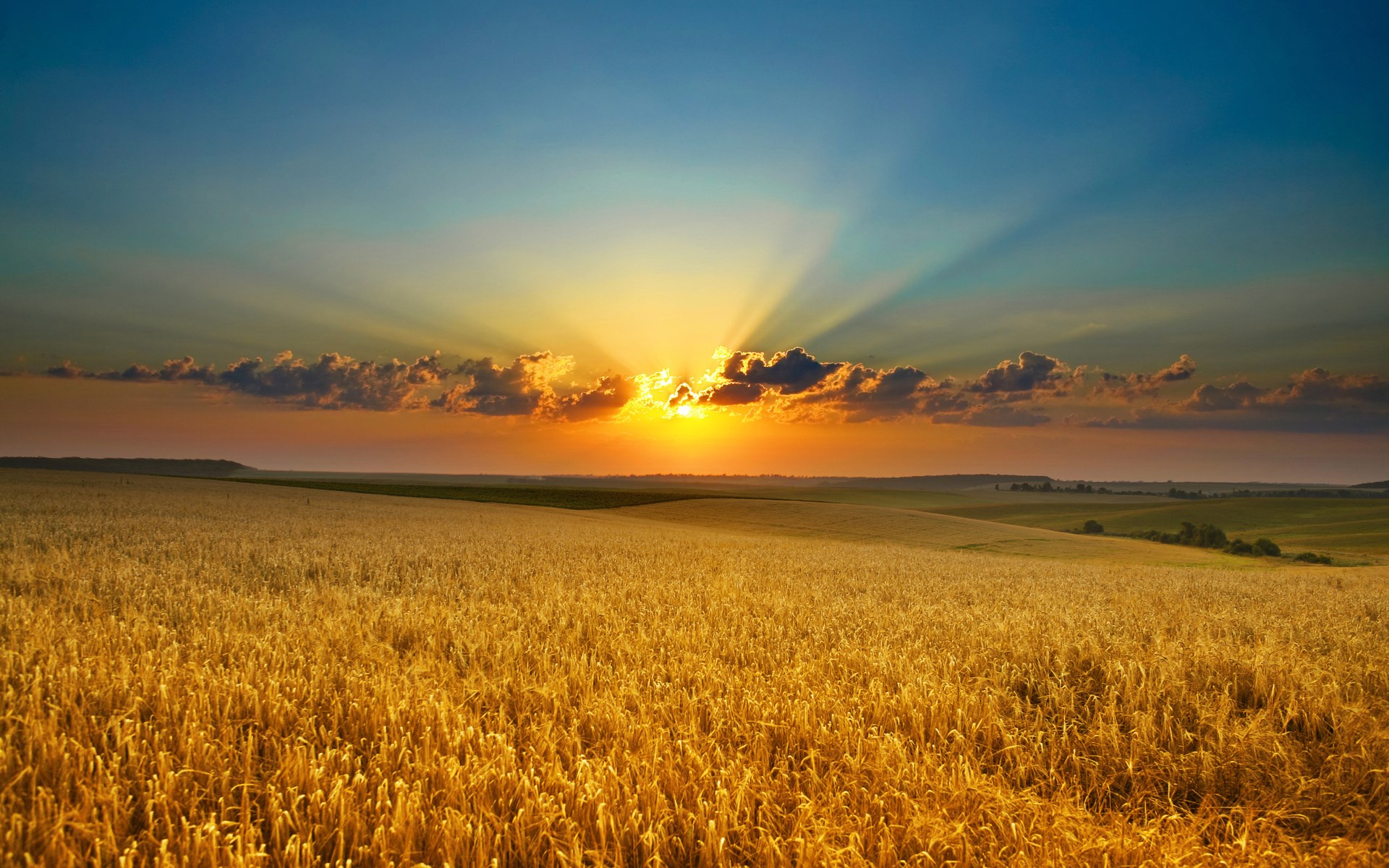 Golden wheat field at sunset with sun rays HD Wallpaper