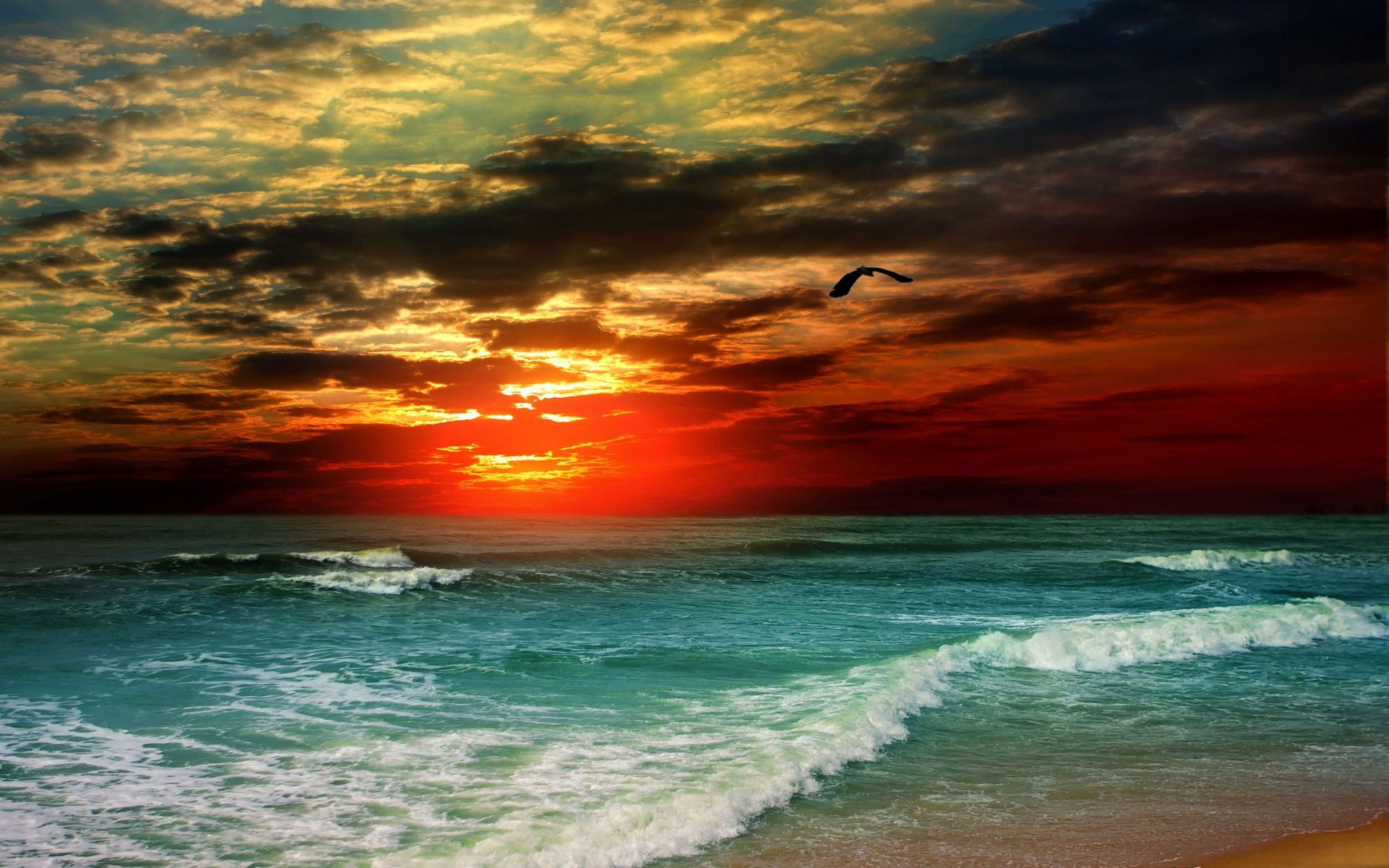 Bird flying over ocean at sunset HD Wallpaper