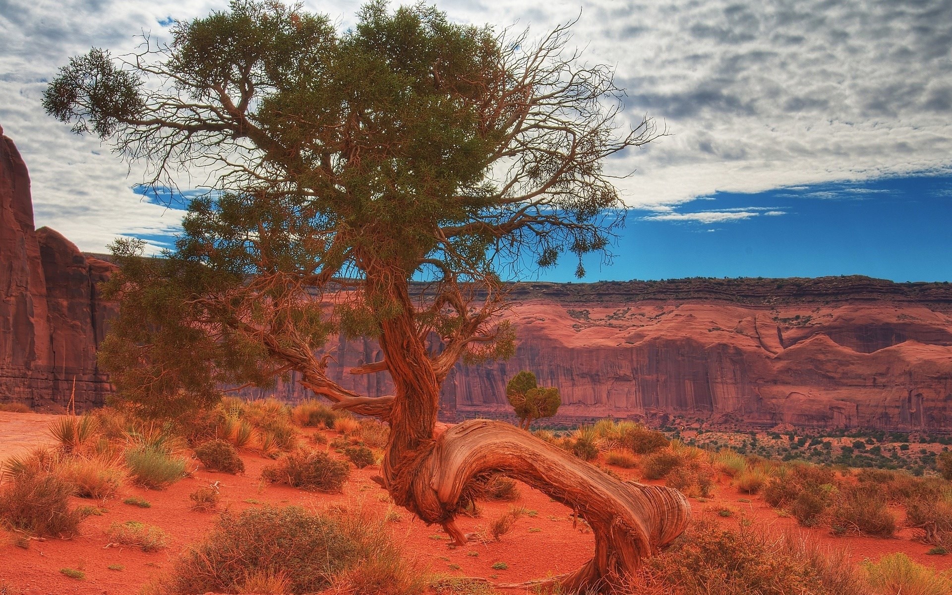 Twisted tree in Monument Valley desert landscape HD Wallpaper