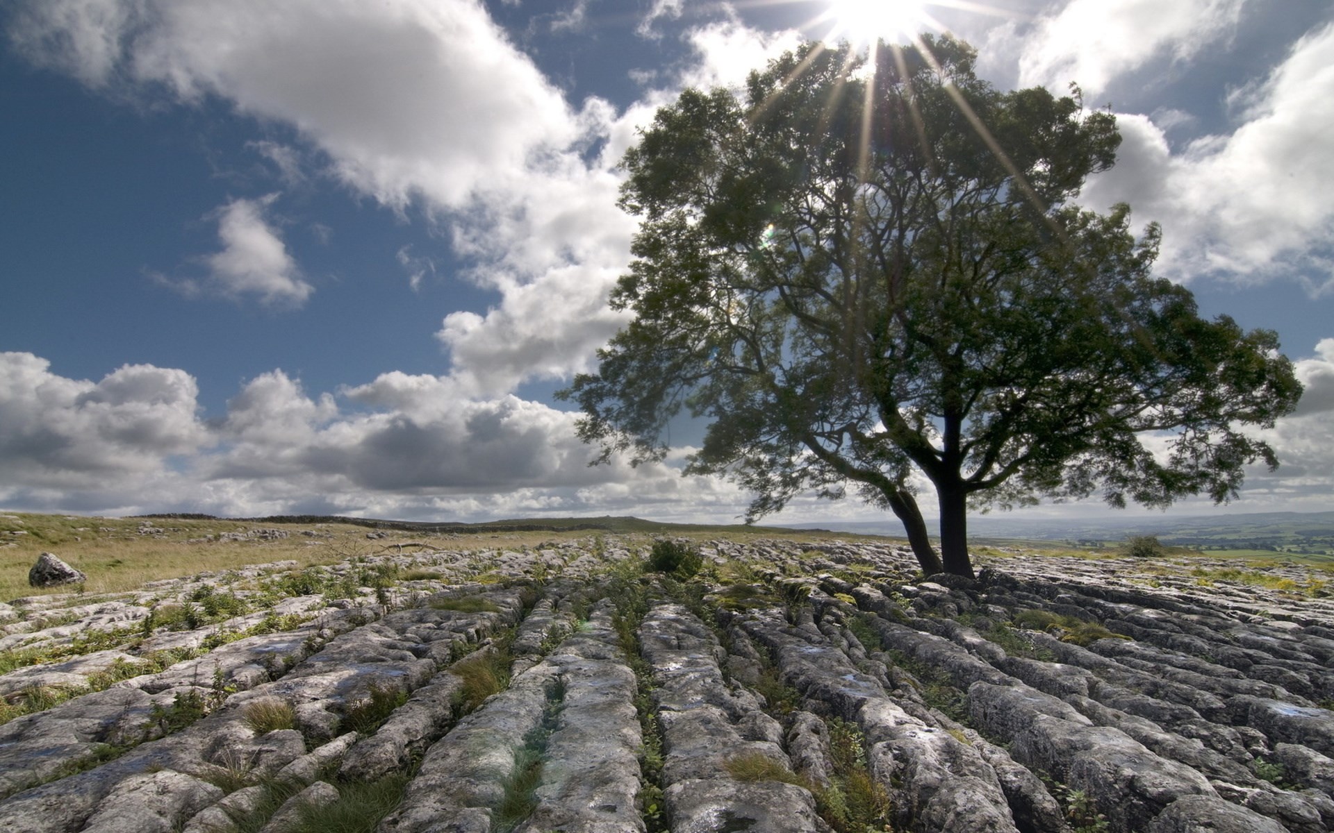 Tree on limestone pavement under sunny sky HD Wallpaper