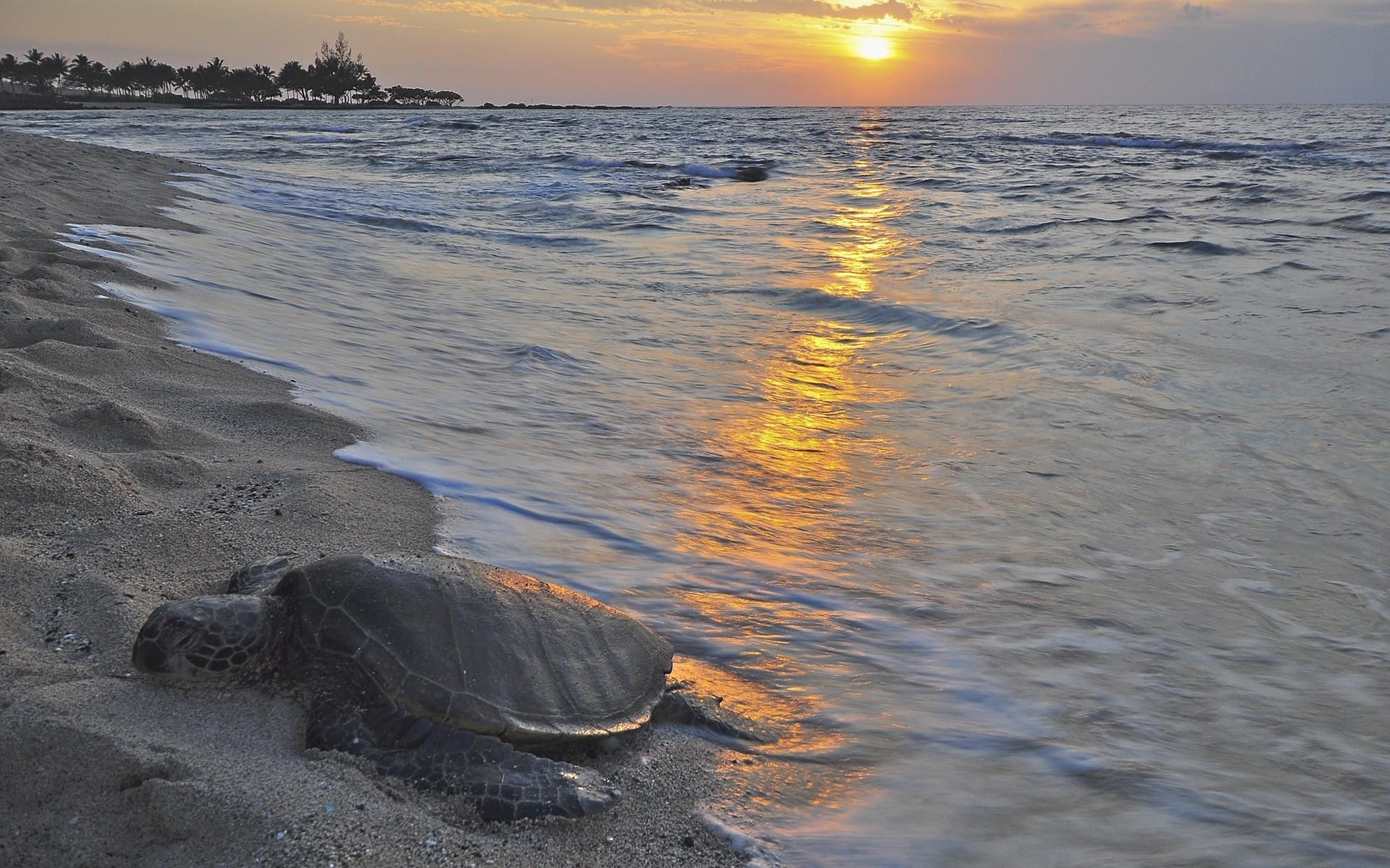 Sea turtle on a beach at sunset HD Wallpaper
