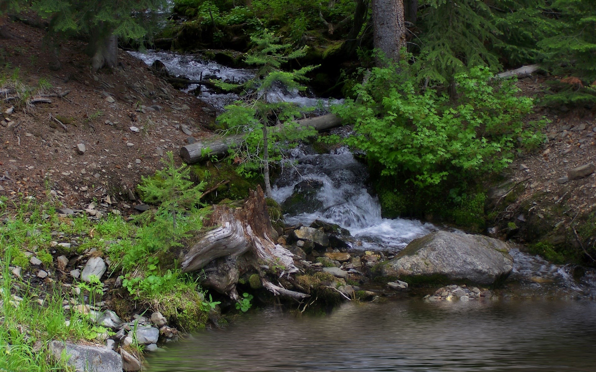A forest stream flows over rocks and past a tree stump. HD Wallpaper