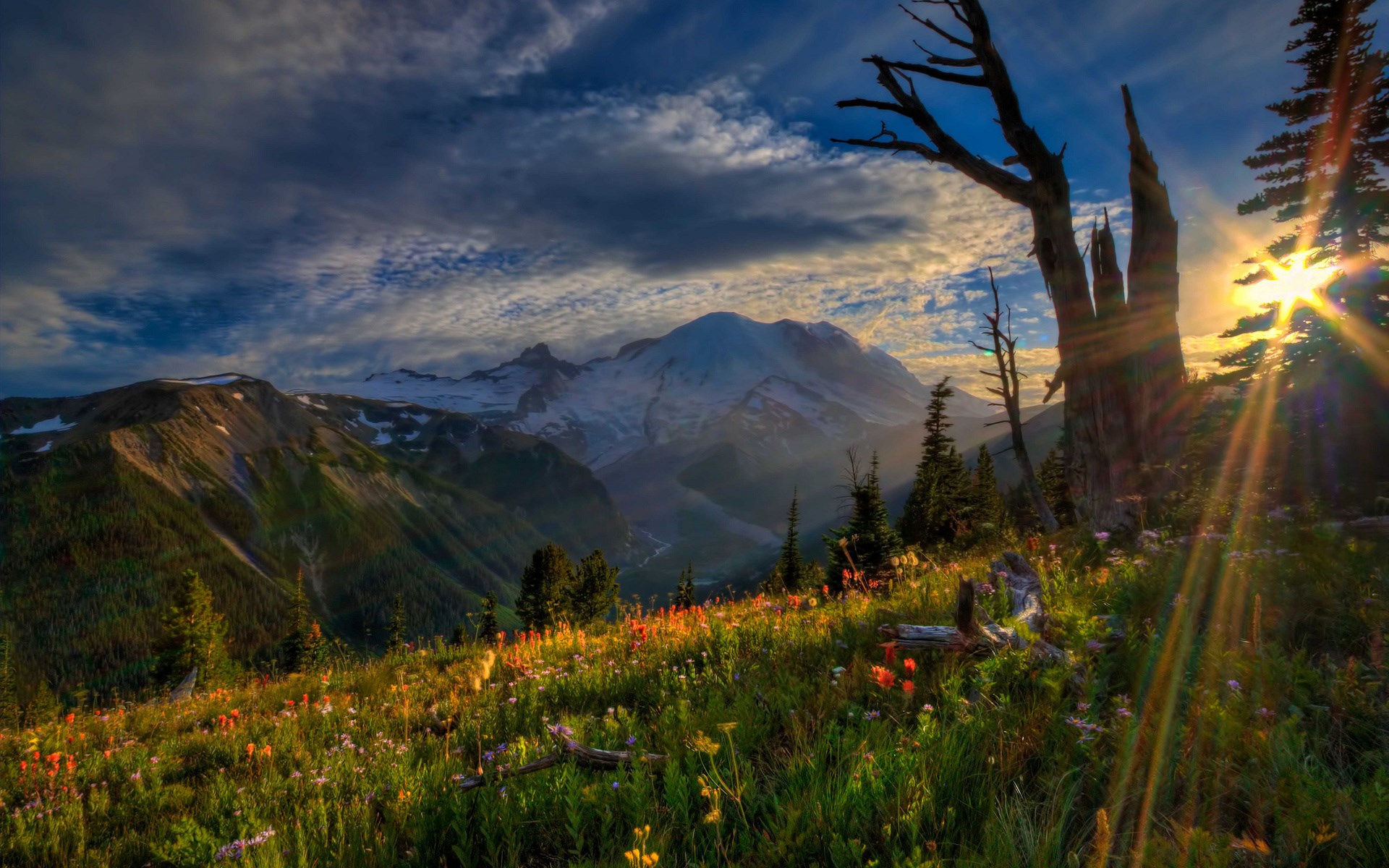 Mountain landscape with wildflowers and a dead tree HD Wallpaper