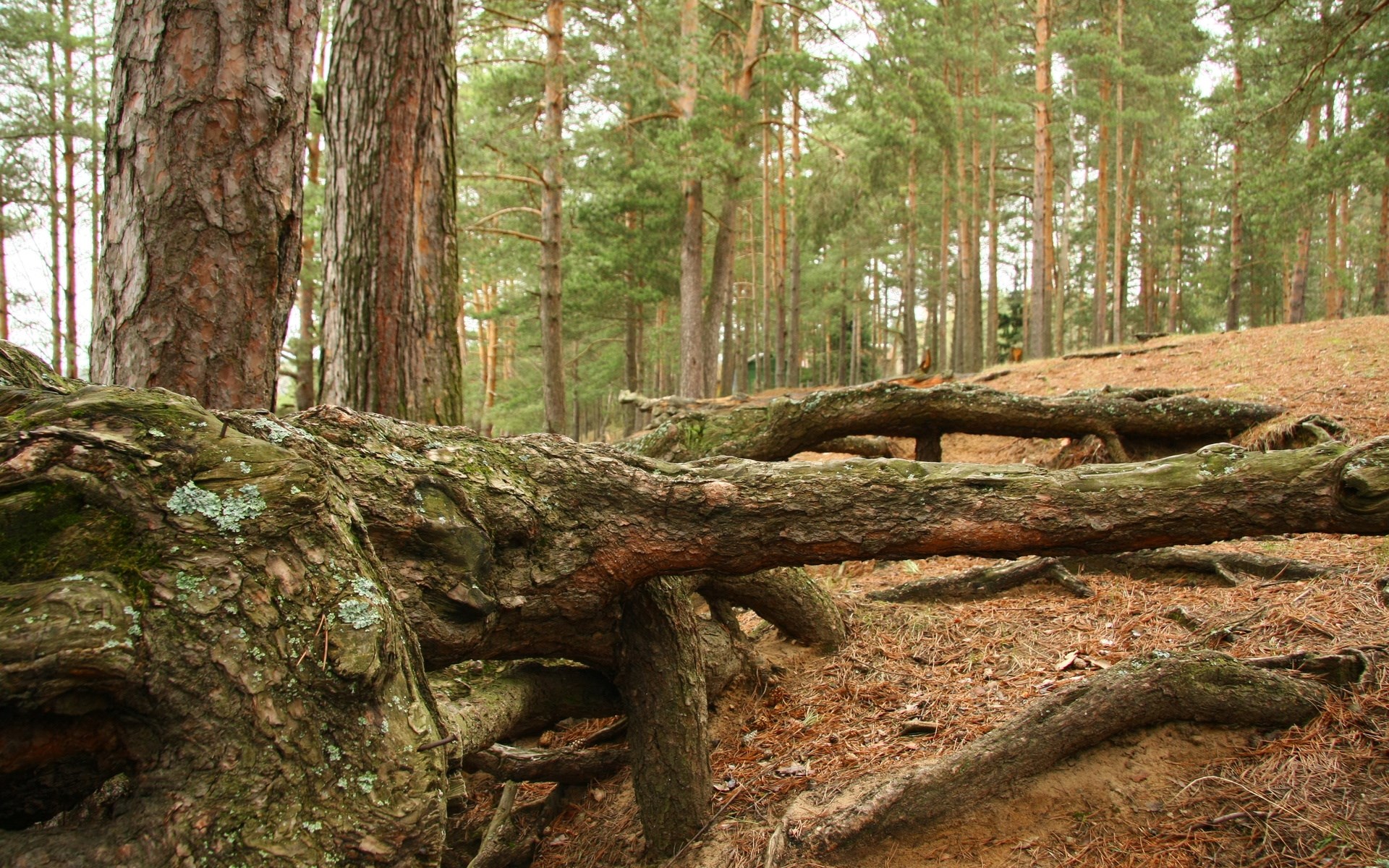 Exposed tree roots in a pine forest HD Wallpaper