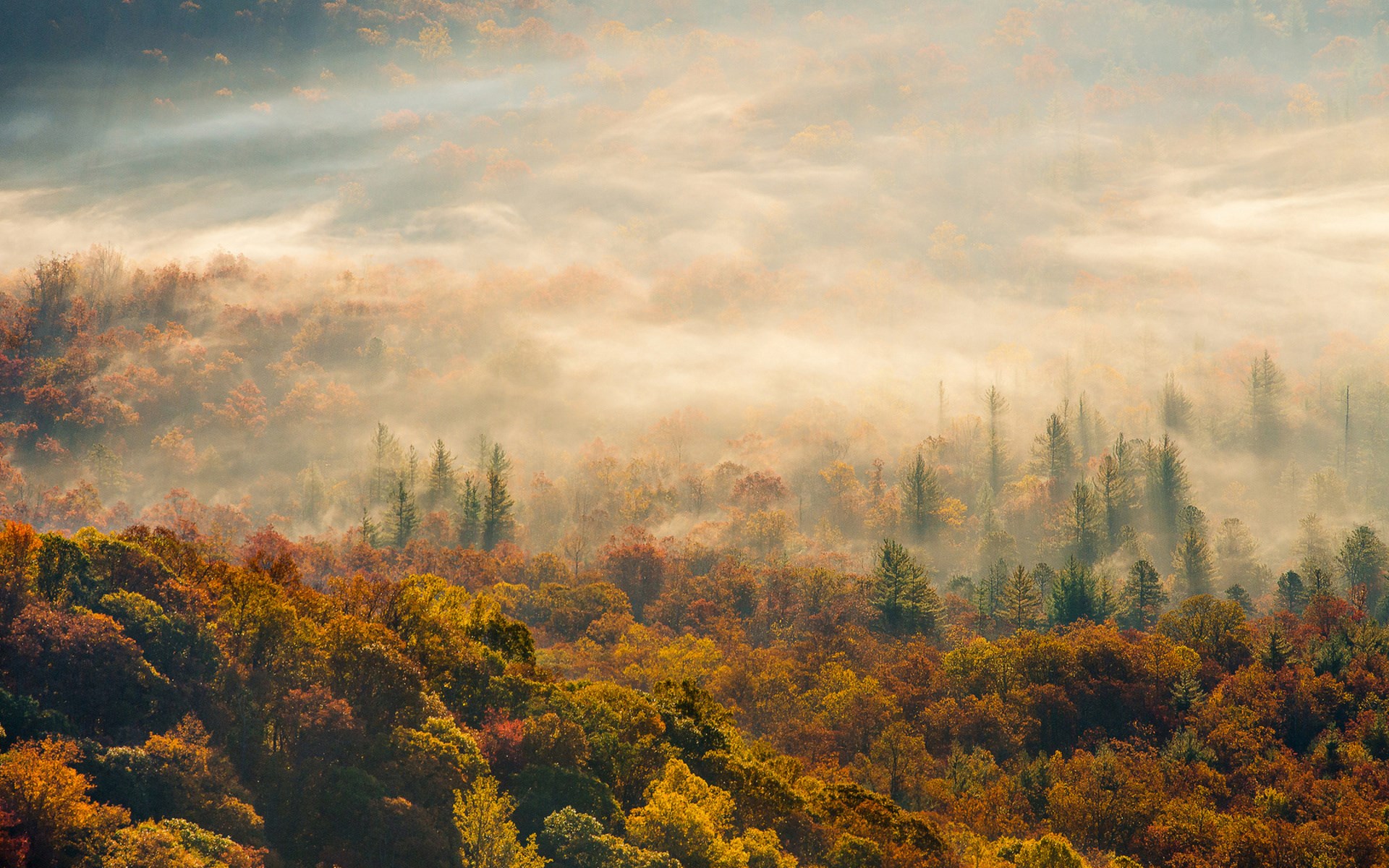 Misty Autumn Forest Landscape HD Wallpaper
