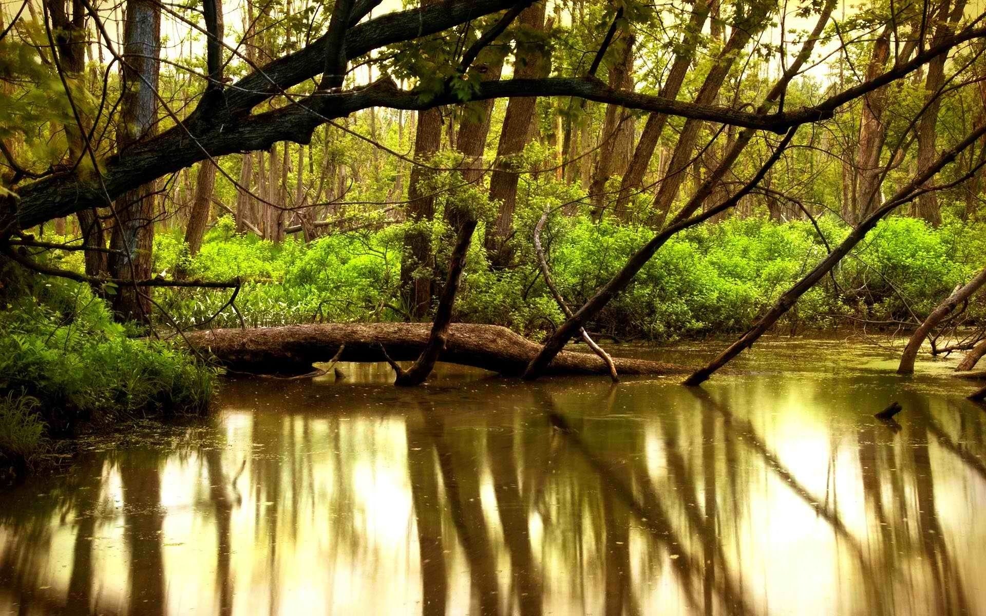 A fallen tree spans a calm forest stream with reflections HD Wallpaper