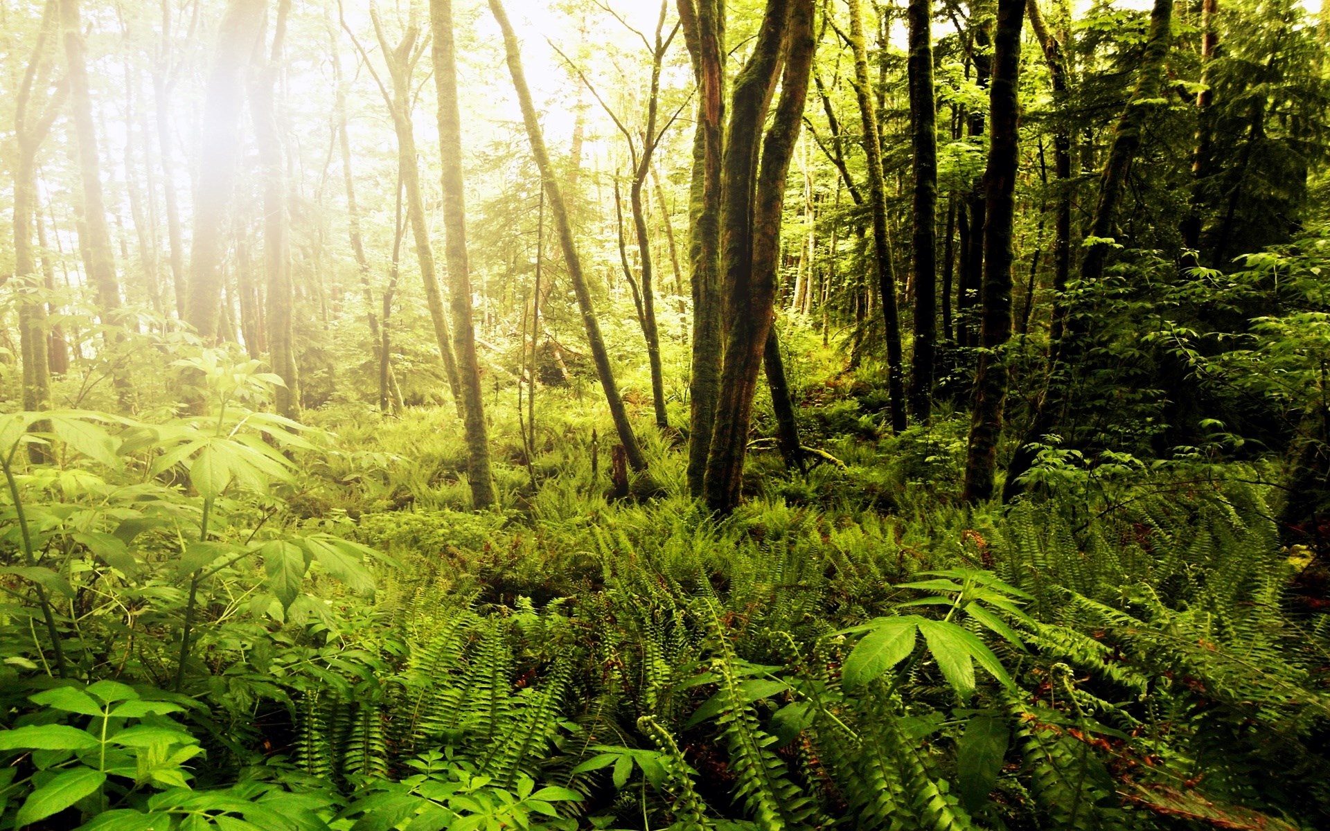 Sunlight filtering through a dense forest with ferns HD Wallpaper