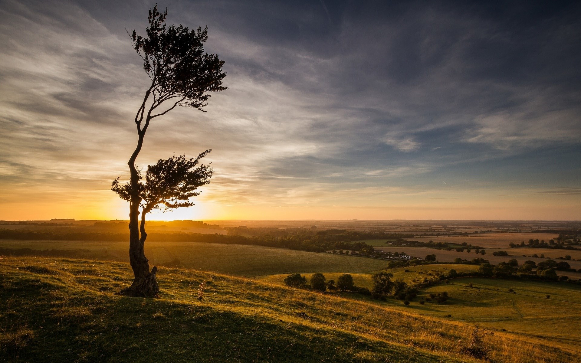 Lone tree on a grassy hill at sunset HD Wallpaper