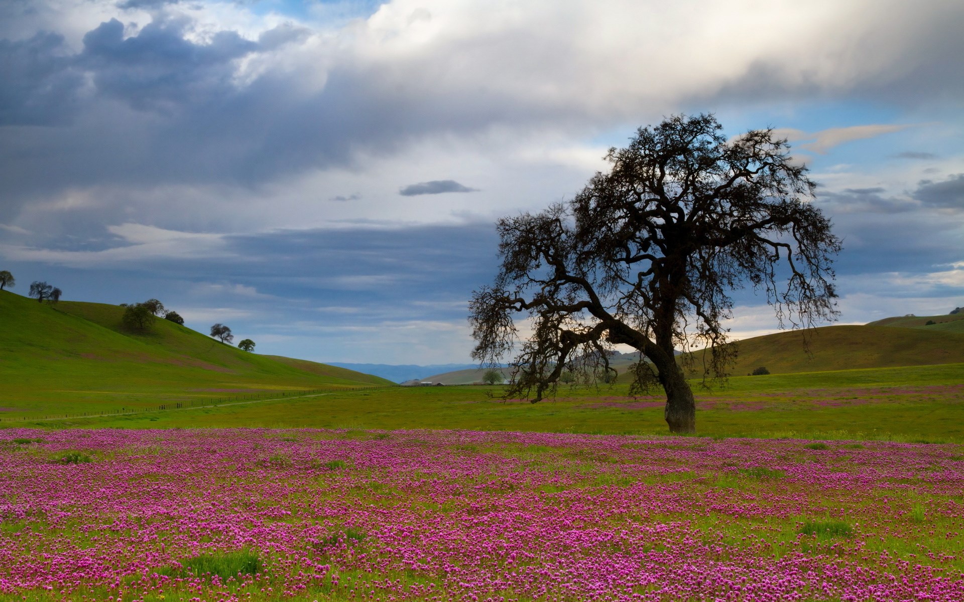 Oak tree in a field of purple flowers under a cloudy sky HD Wallpaper