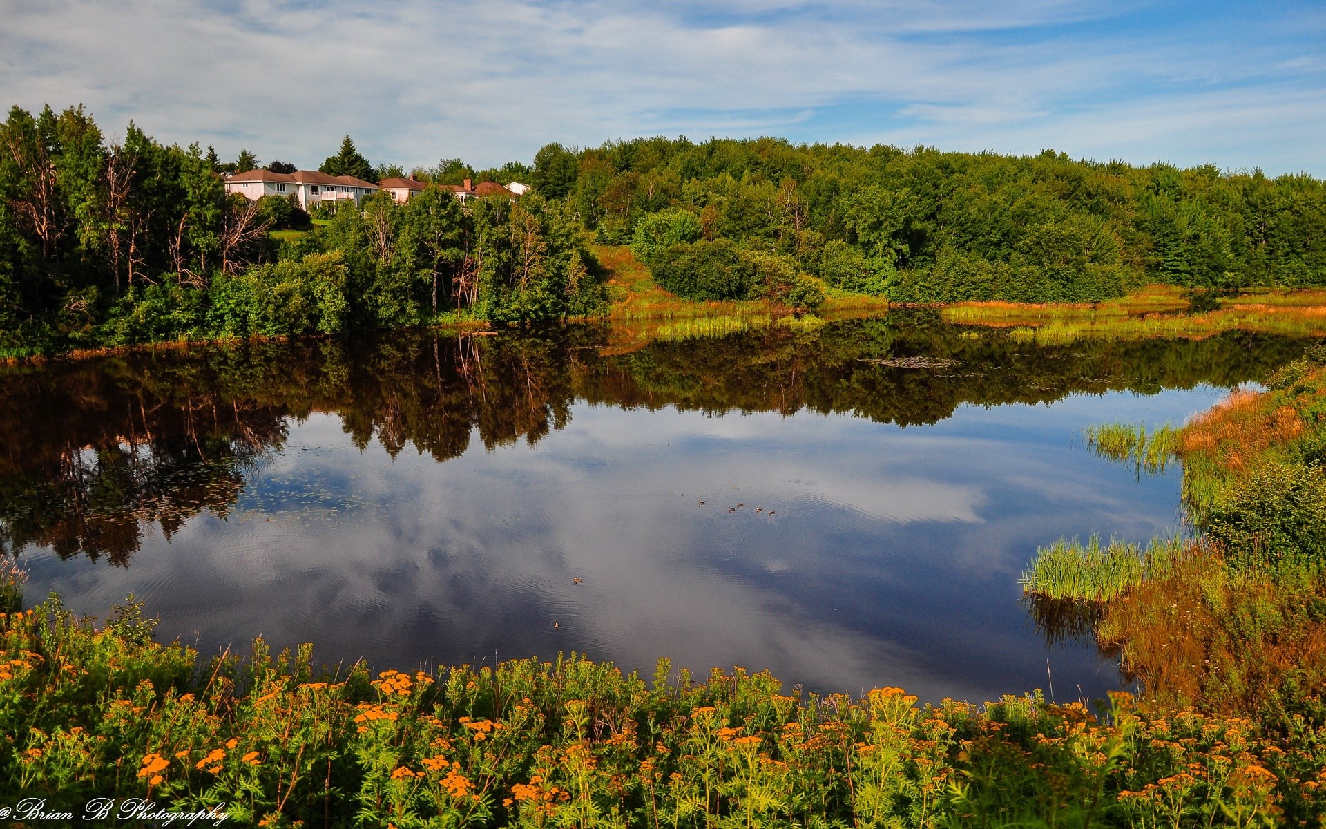 Houses on a hill overlooking a reflective lake with trees and flowers HD Wallpaper