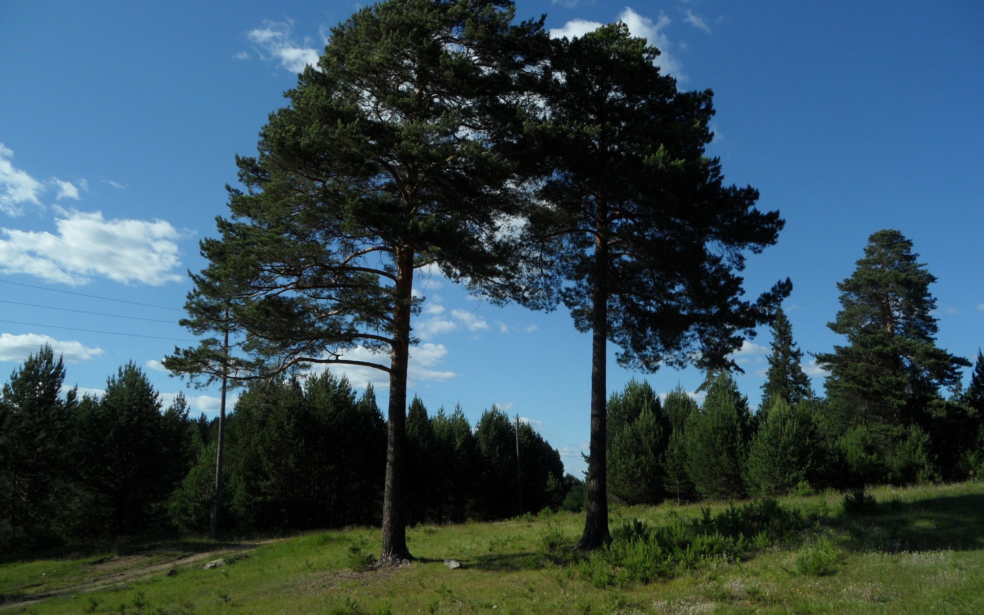 Two pine trees in a field under a blue sky HD Wallpaper