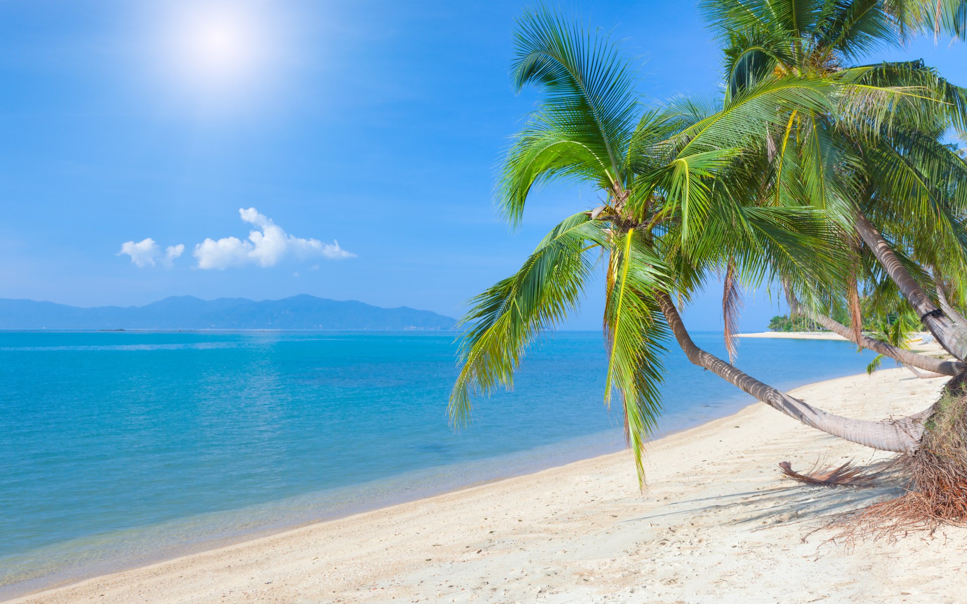Palm trees on a sandy beach by the ocean HD Wallpaper