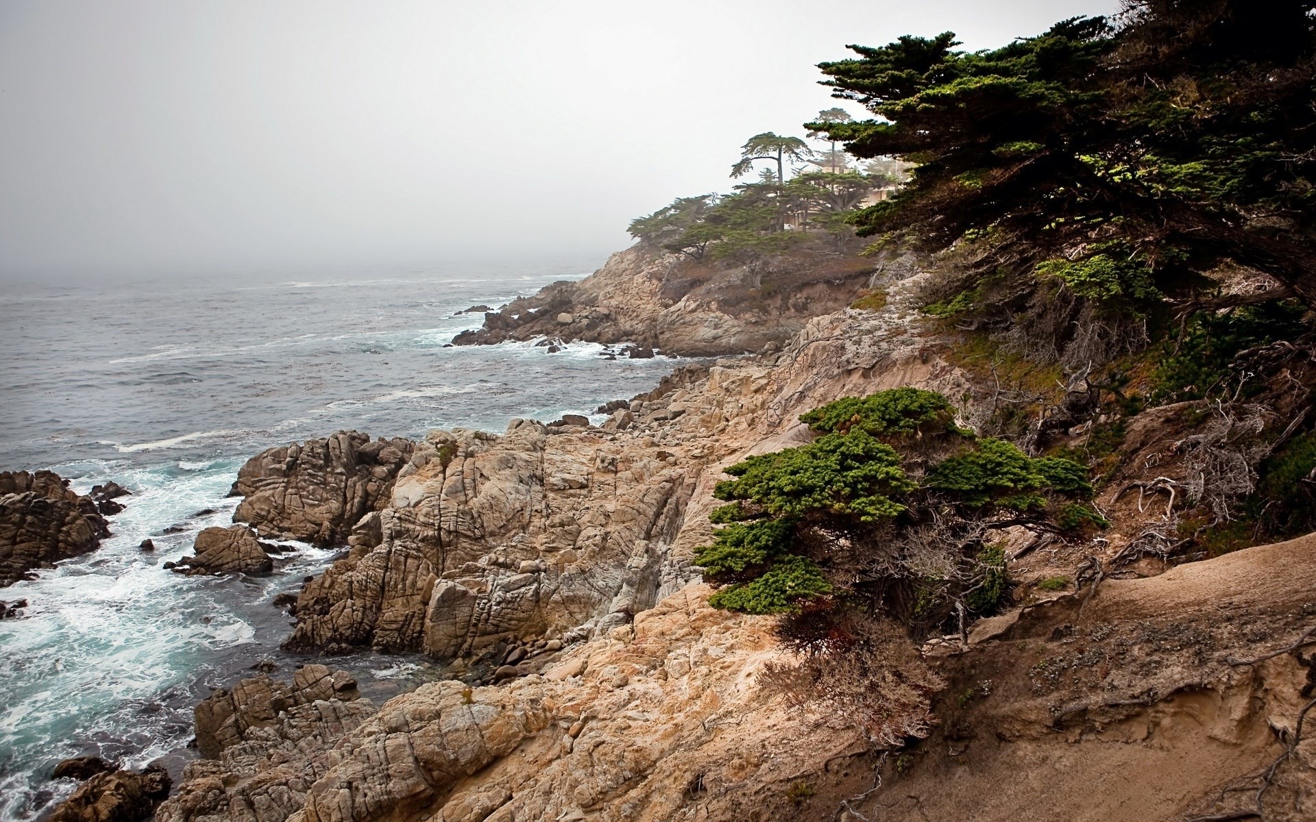 Rocky coastline with cypress trees and ocean HD Wallpaper