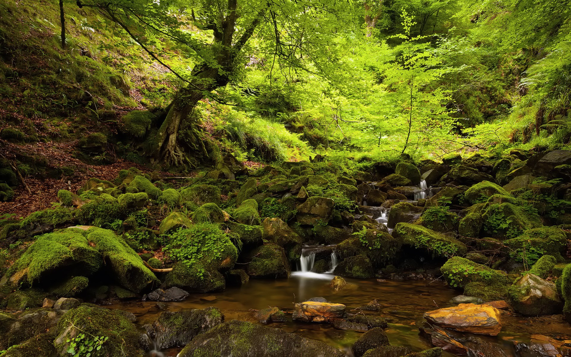Mossy rocks and stream in a lush forest HD Wallpaper